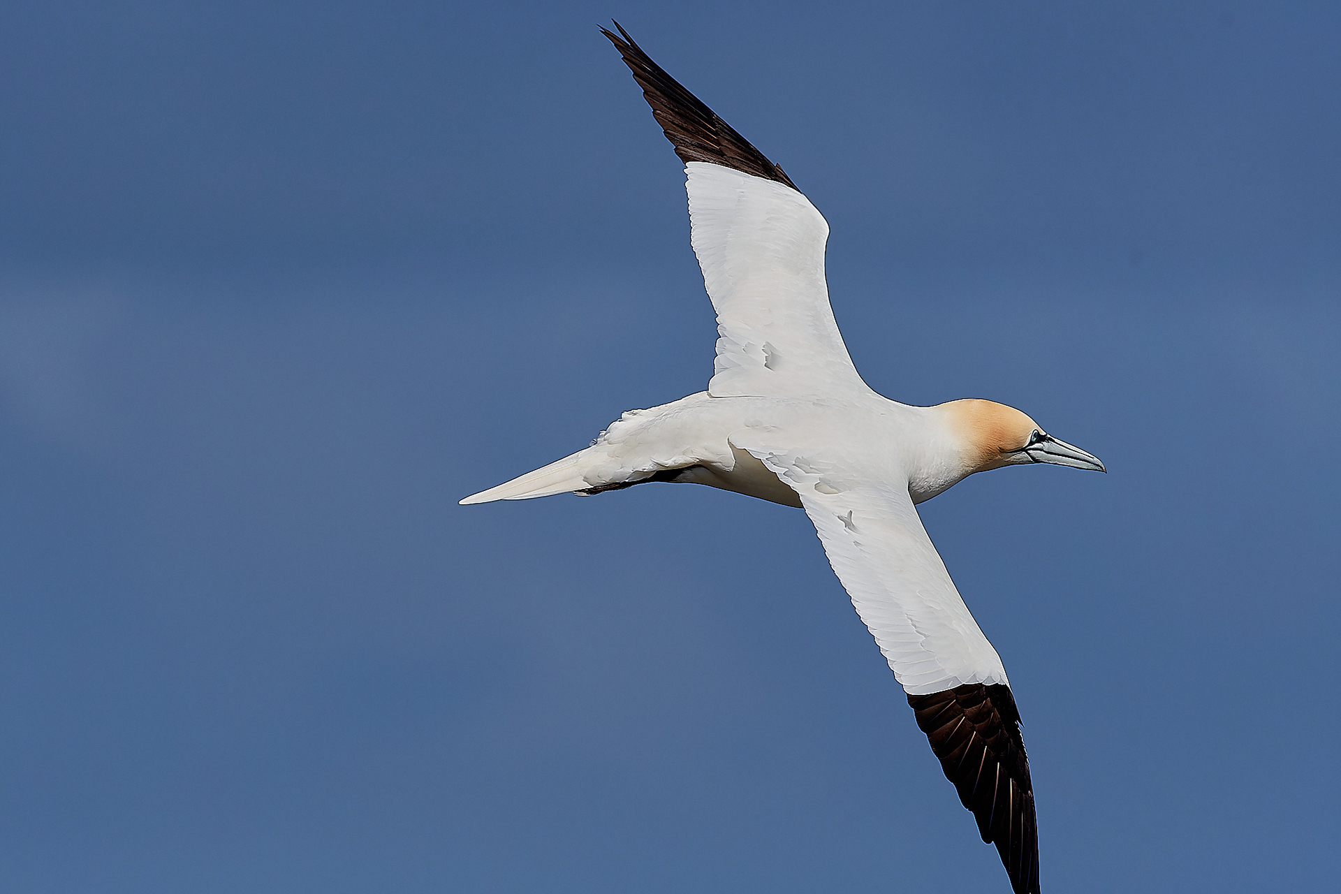 Gannets (Morus bassanus)