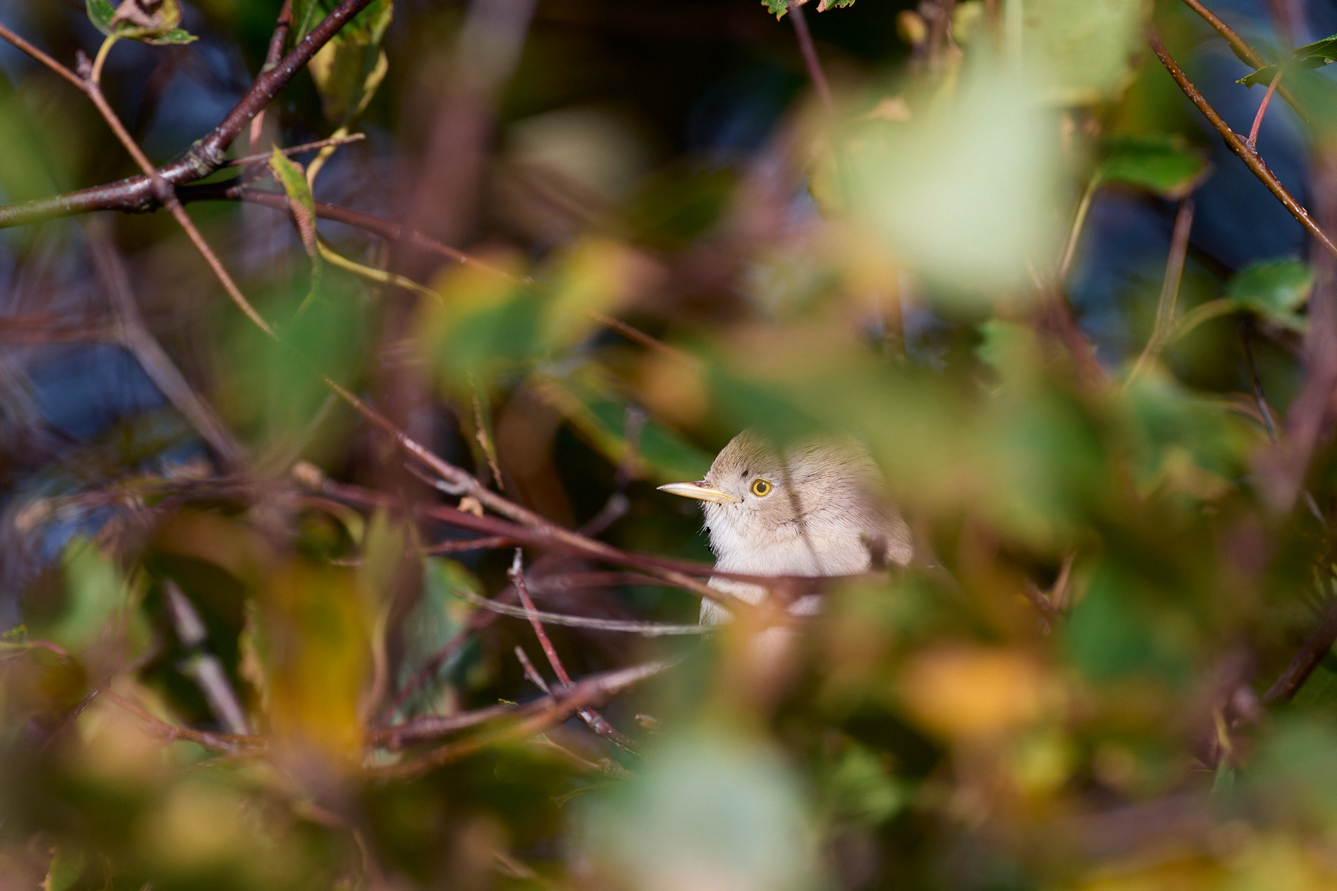 Asian Desert Warbler (Curruca nana)
