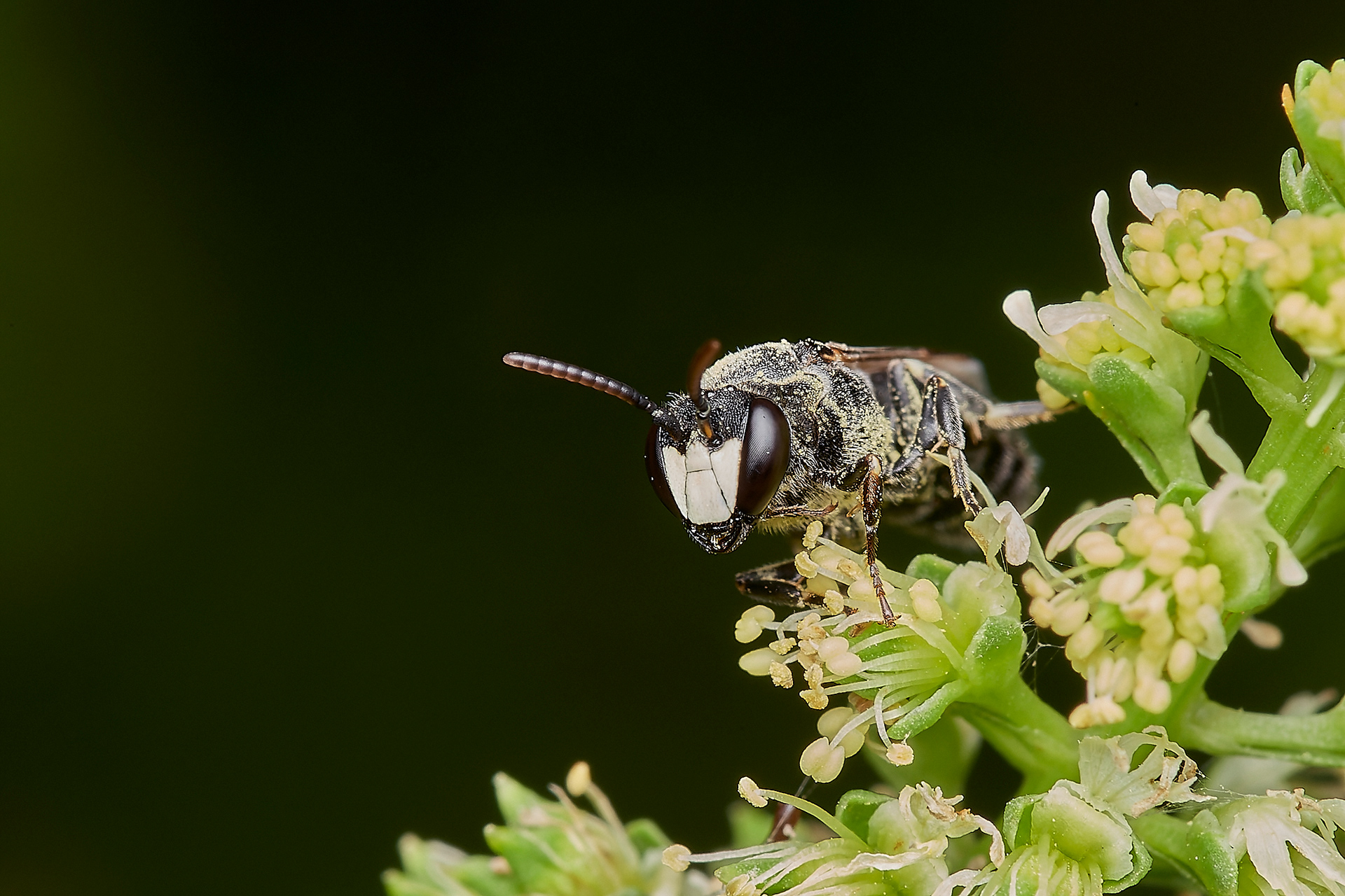 Large Yellow-faced Bee ♂︎ (Hylaeus signatus) A Norwich Garden