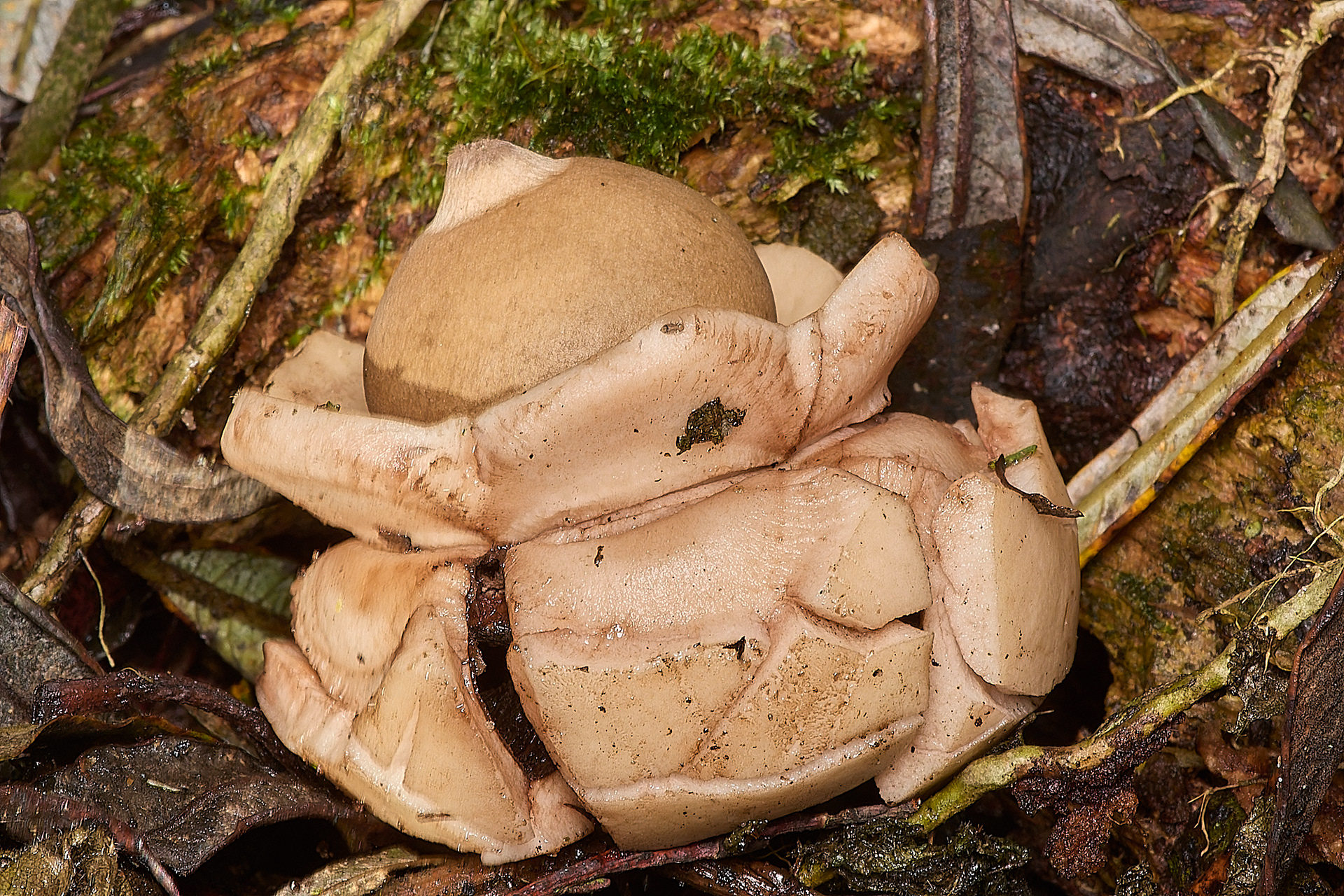 Collared Earthstar (Geastrum triplex)