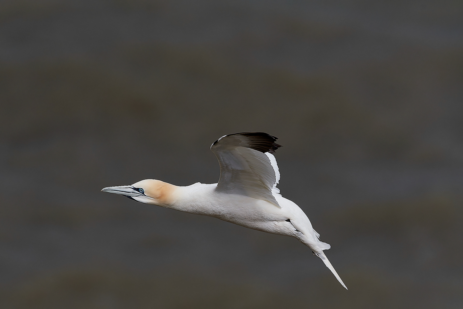 Gannets (Morus bassanus)