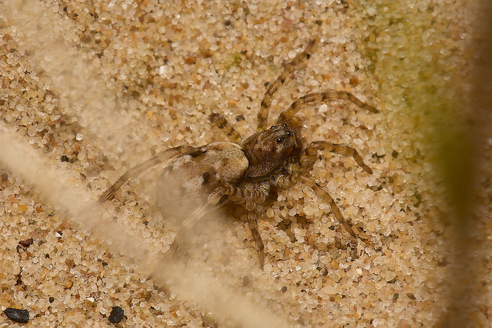Sand Bear (Arctosa parita)