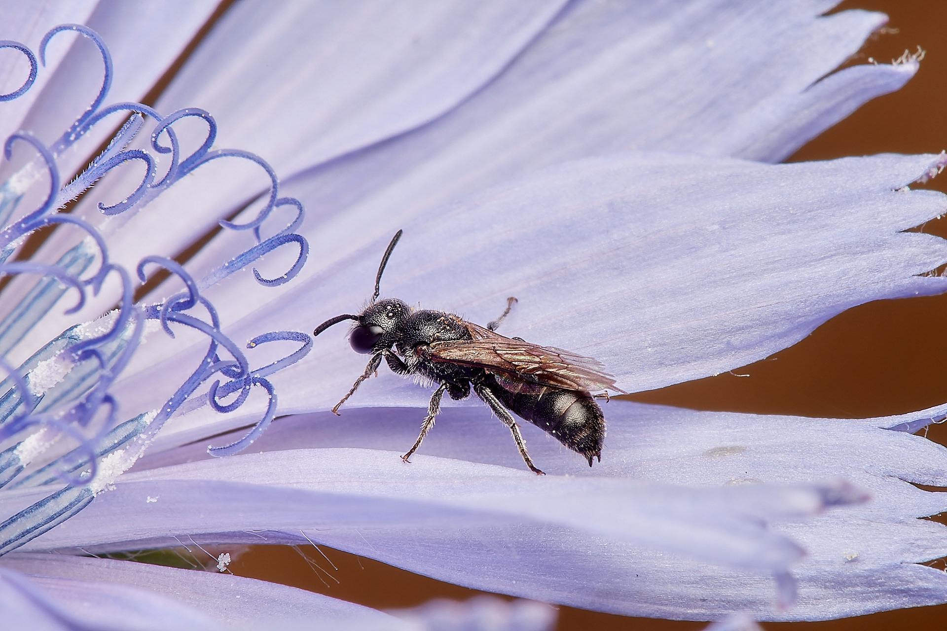 Small Scissor Bee ♂︎(Chelostoma campanularum) Hanworth