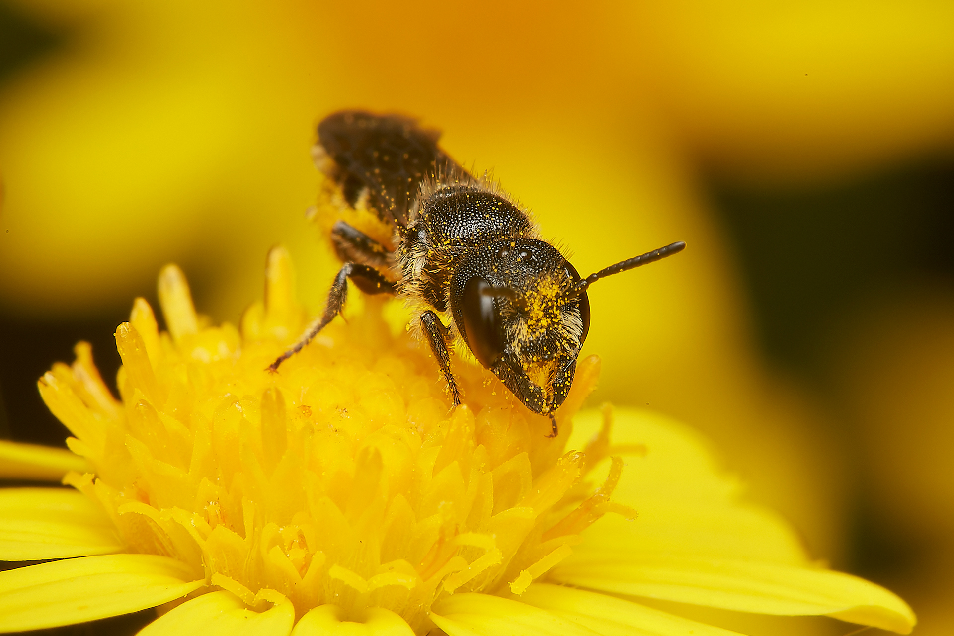 Large-headed Resin Bee ♀︎(Heriades truncorum) A Norwich garden