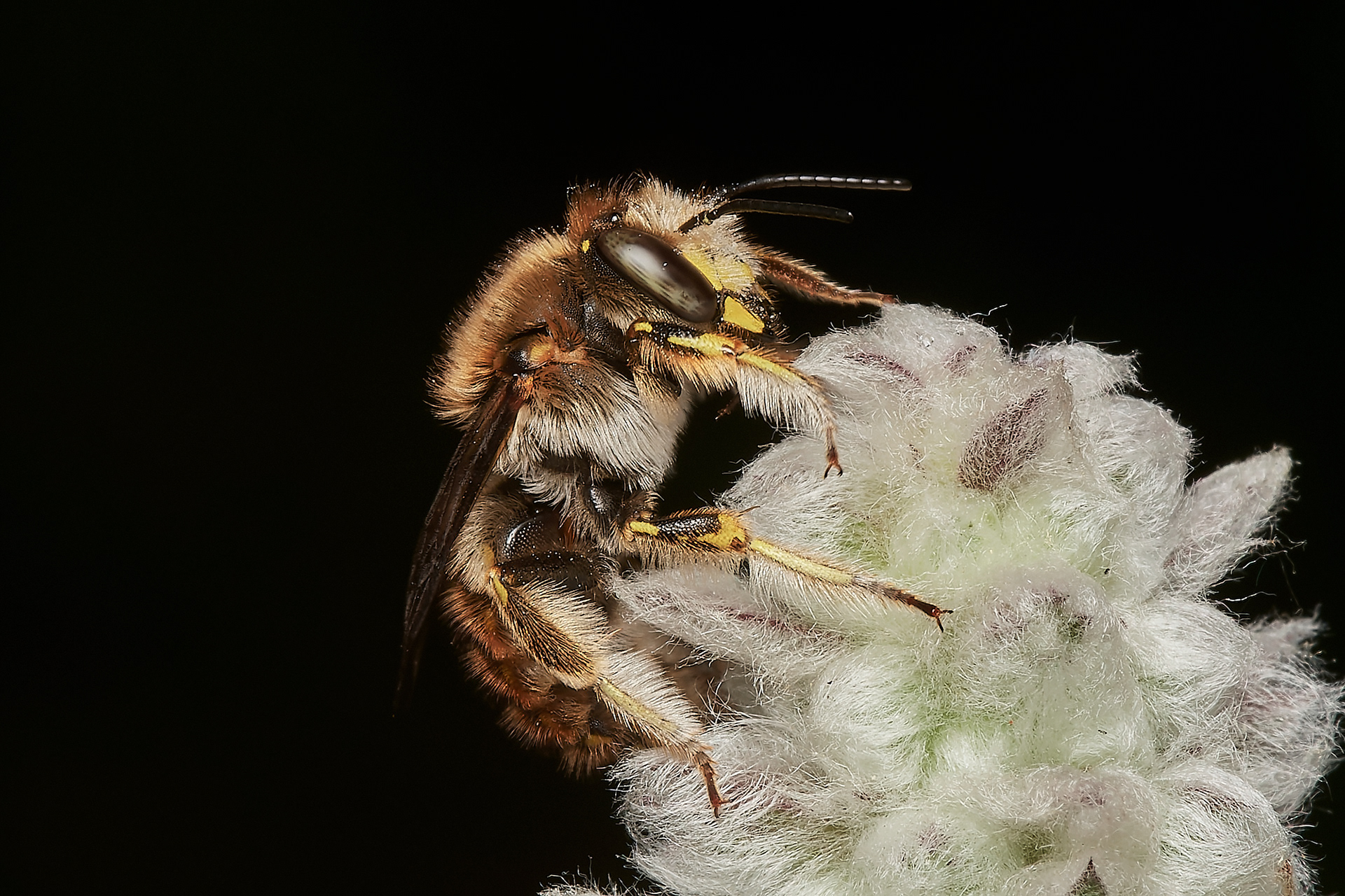 Wool Carder Bee ♂︎ (Anthidium manicatum) Hanworth