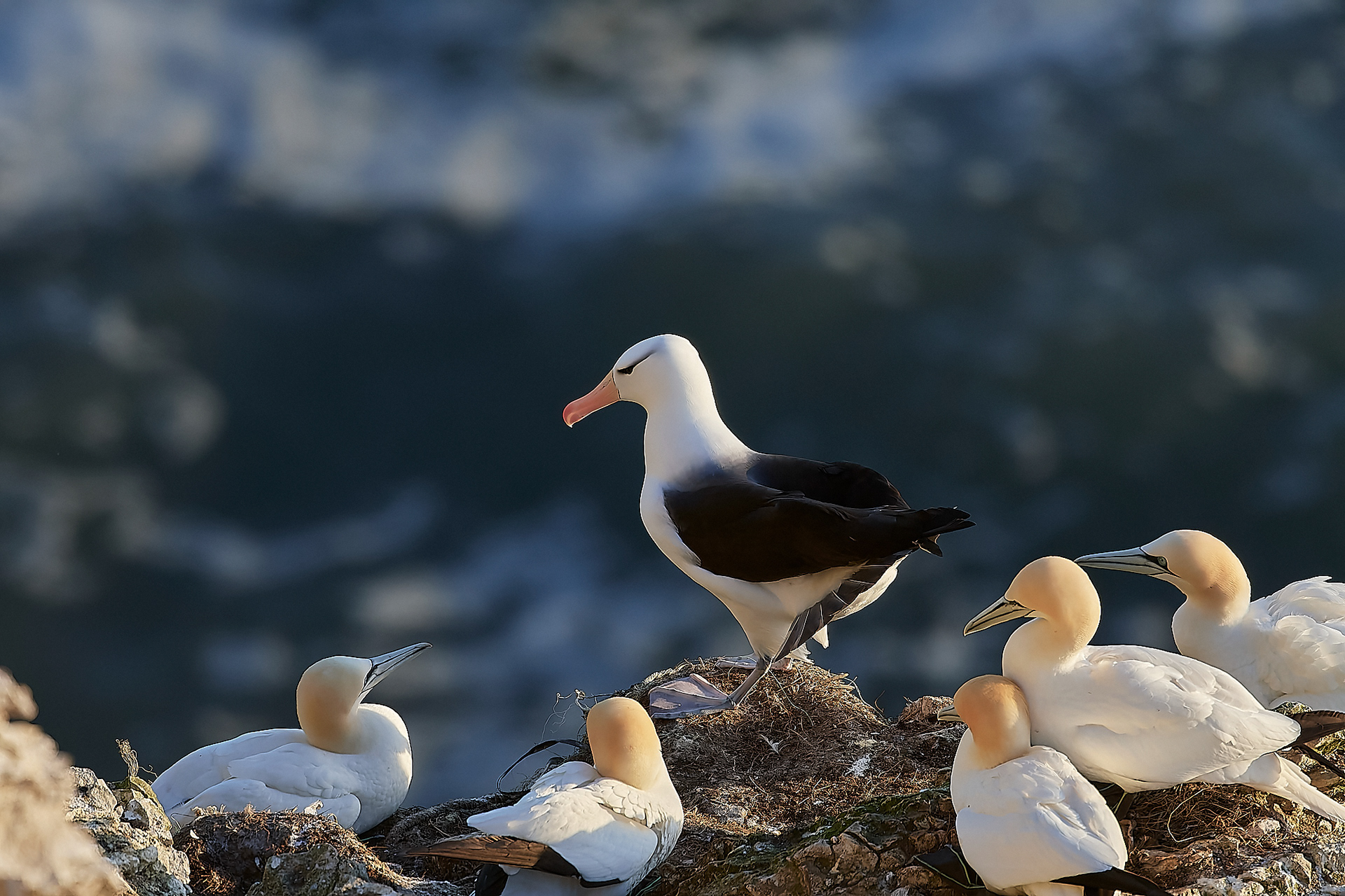 Black-browed Albatross (Thalassarche melanophris)