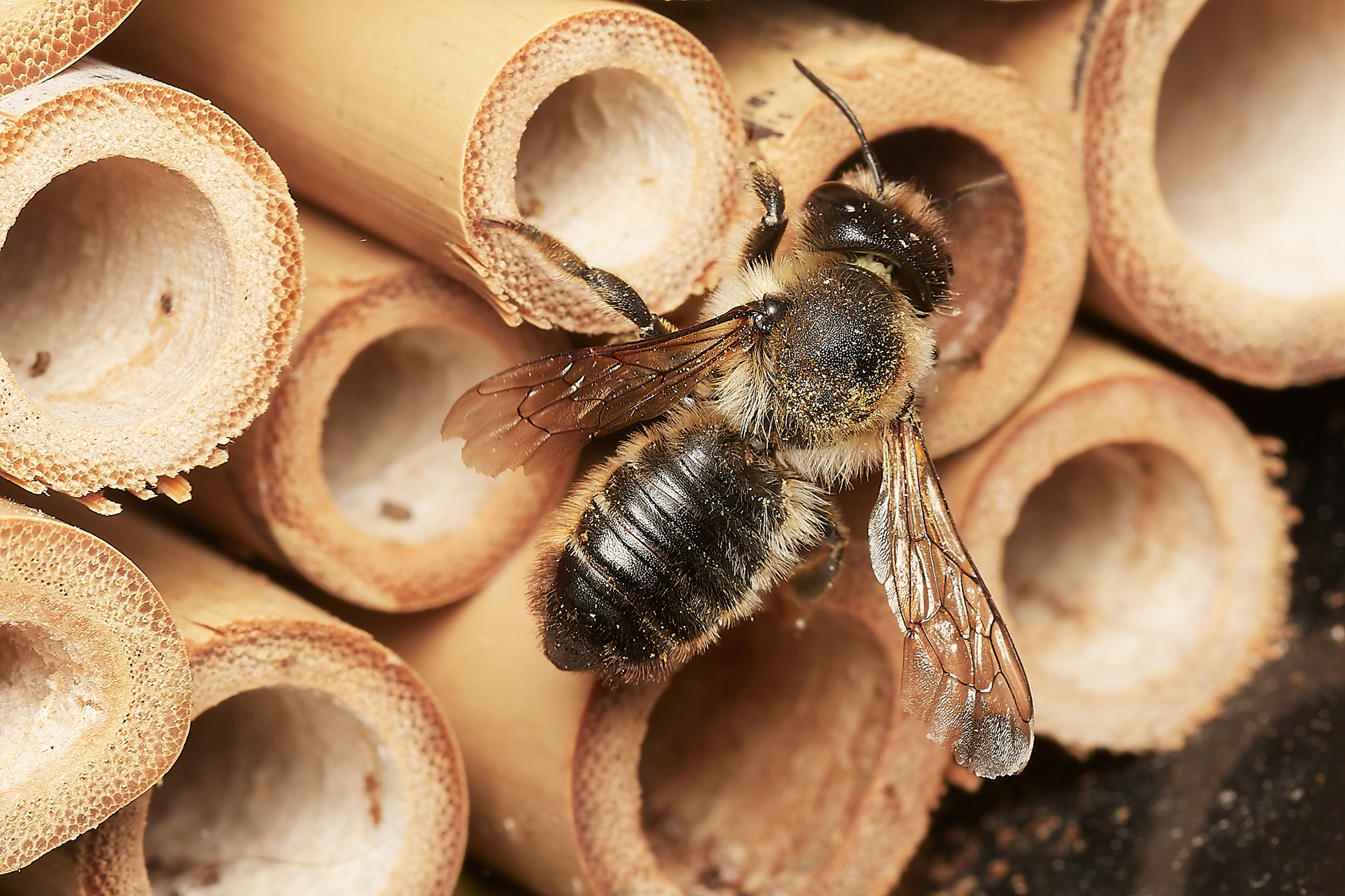 Willughby's Leafcutter Bee (Megacile willughbiella) Hanworth