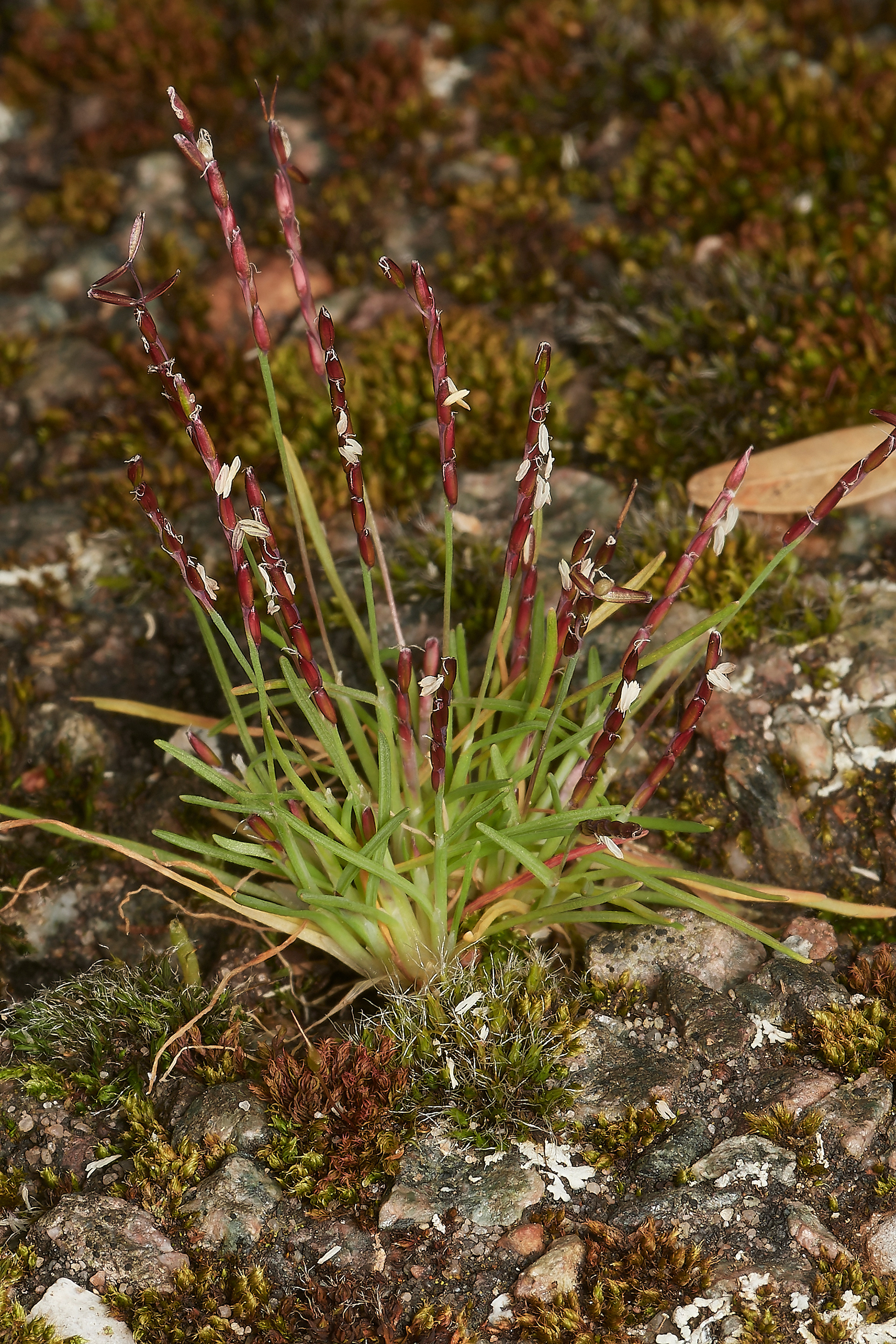 Early Sand Grass (Mibora minima)