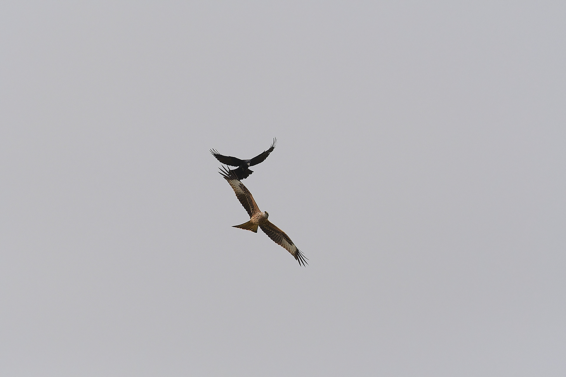 Red Kite (Milvus milvus) & Rook (Corvus frugilegus)