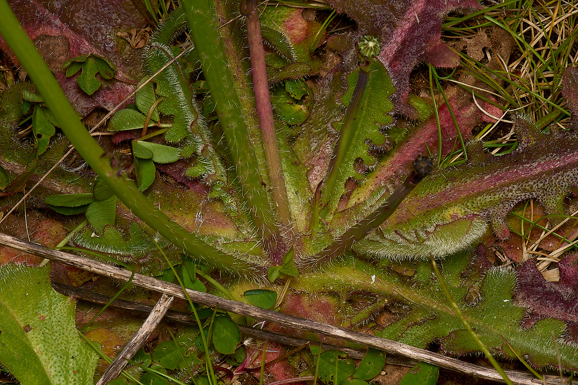 Cat's Ear (Hypocharis radicata)