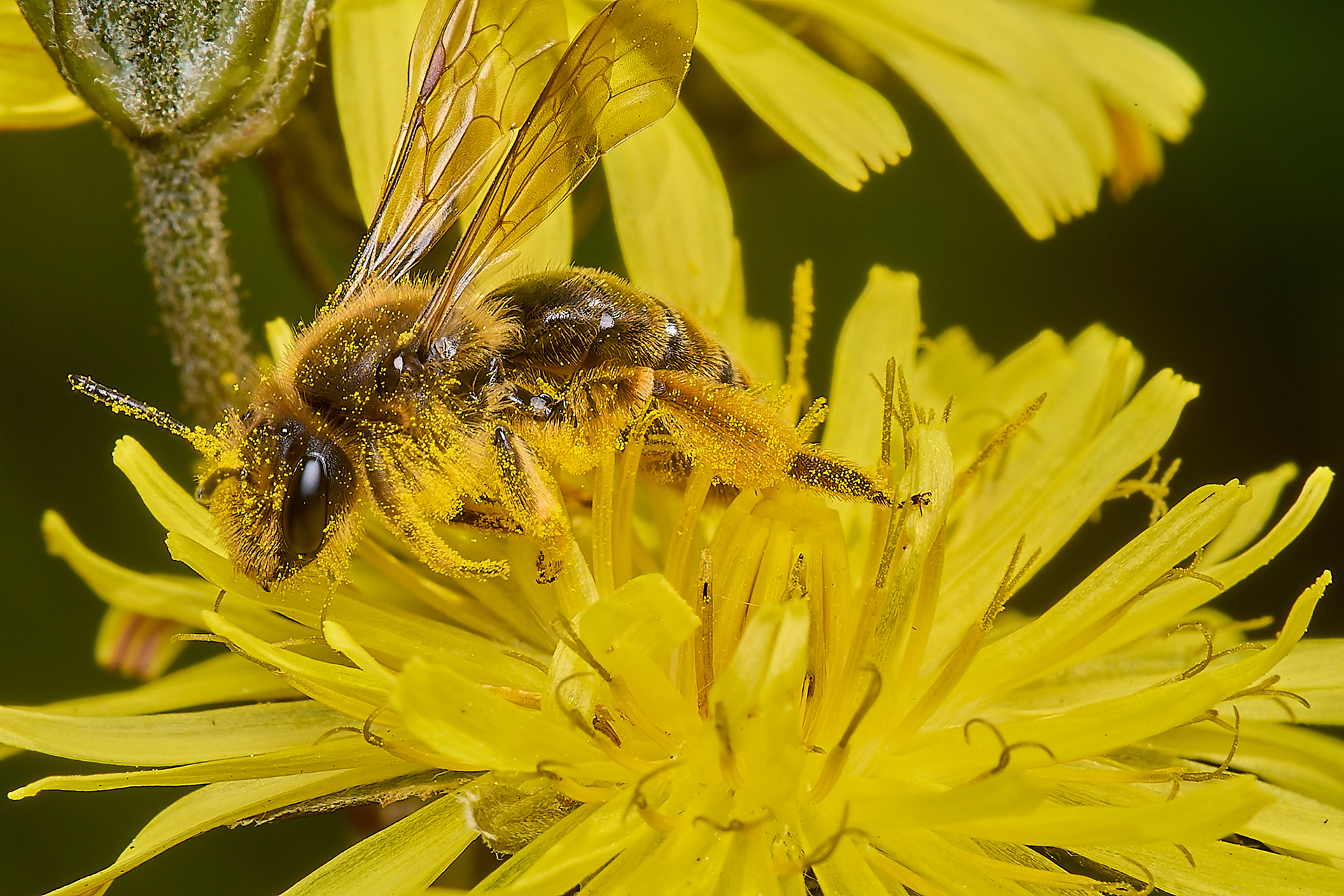 Catsear Mining Bee (Andrena humilis)♀︎