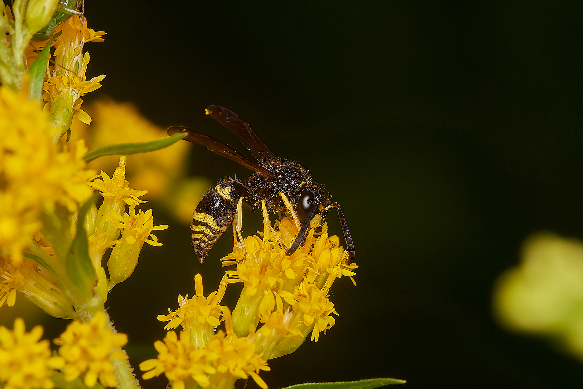 Ancistrocerus Sp? Hanworth