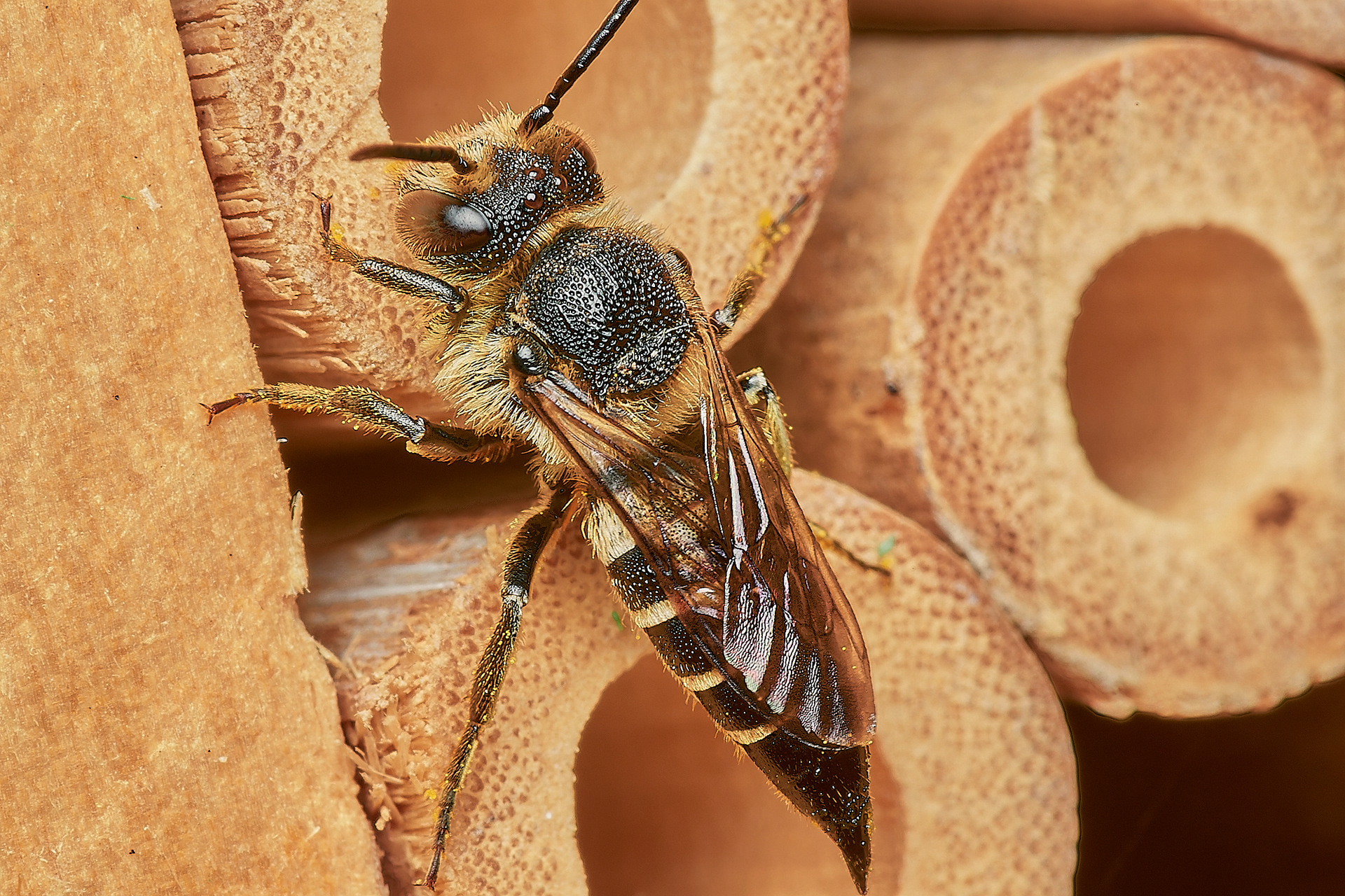 Dull-vented Sharp-tail Bee ♀︎ (Coelioxys elongata) Hanworth