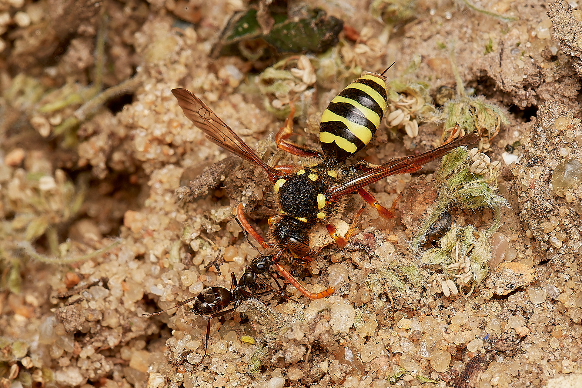Gooden's Nomad Bee ♀︎(Nomada goodeniana) Hanworth