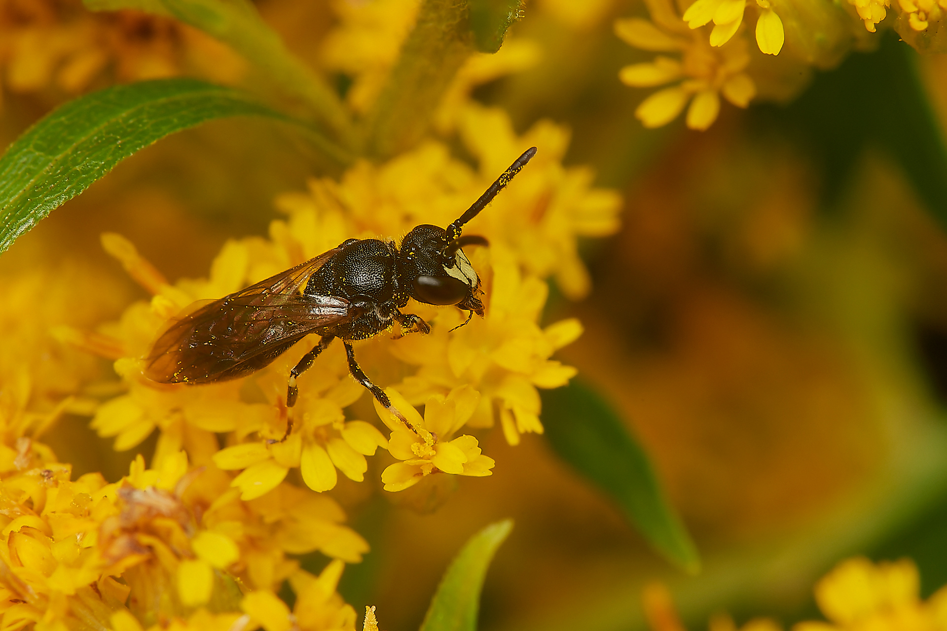 Yellow-face Bee? (Hylaeus Sp?) Hanworth