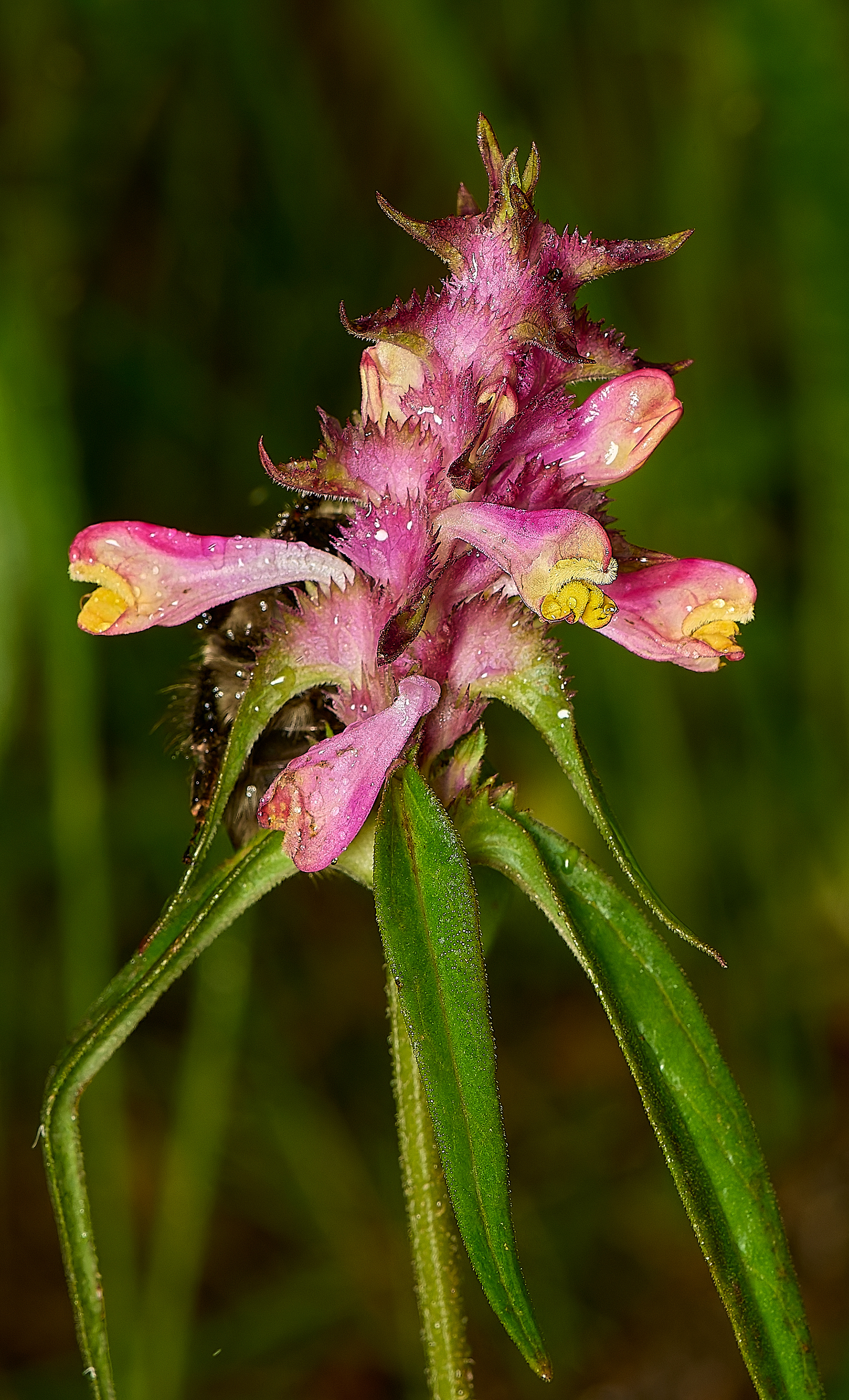 Crested Cow-wheat (Melampyrum cristatum)
