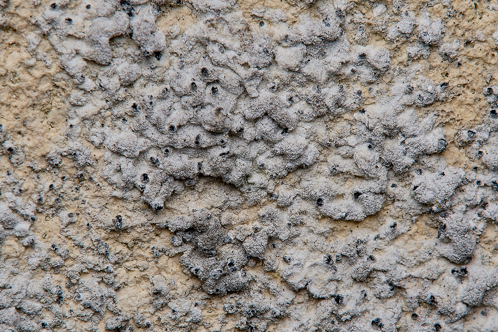 Opegrapha areniseda