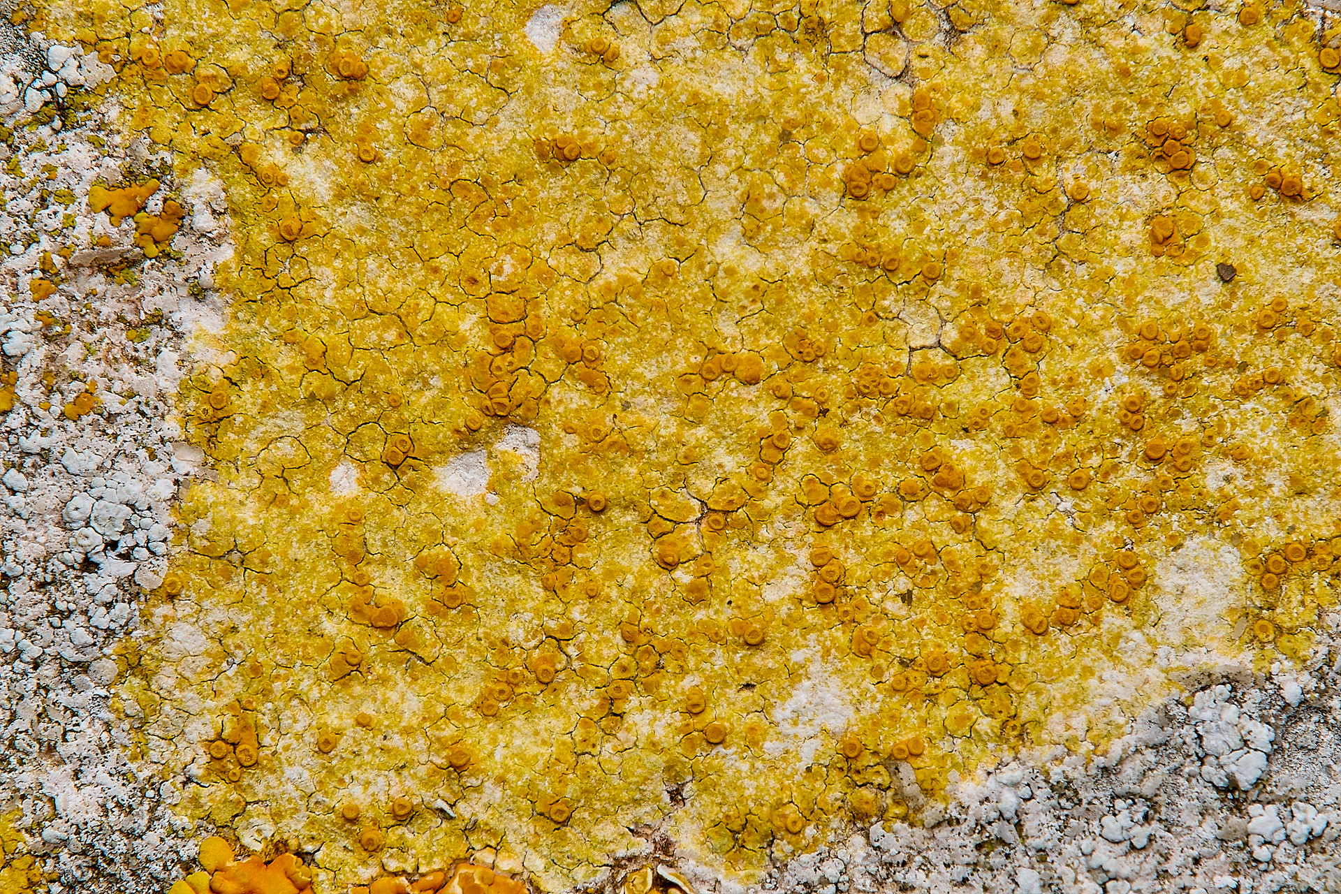 Caloplaca dalmatica