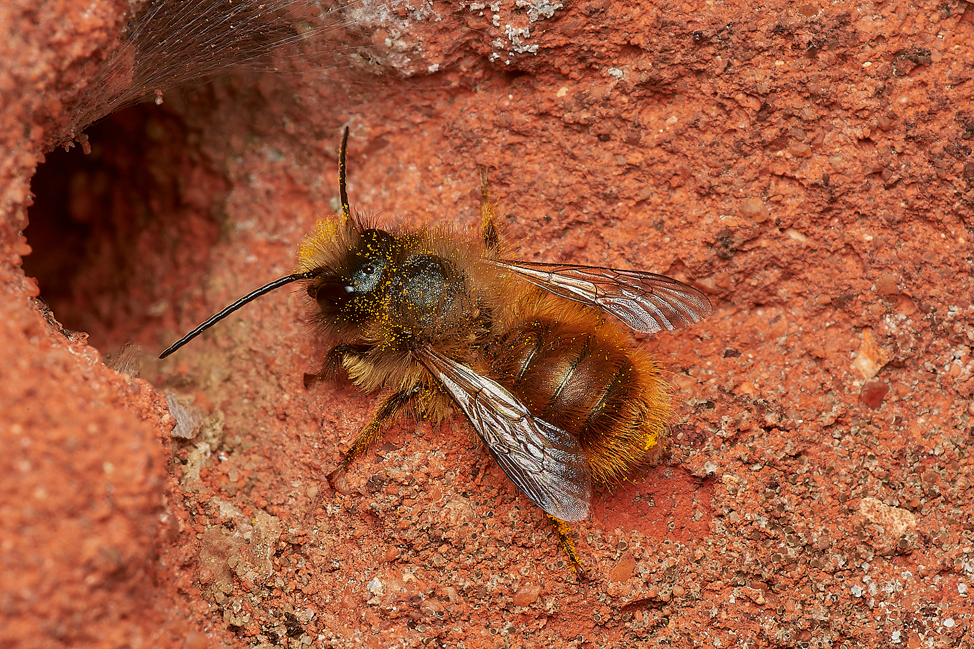 Red Mason Bee ♂︎(Osmia bicornis) Great Snoring 04/23