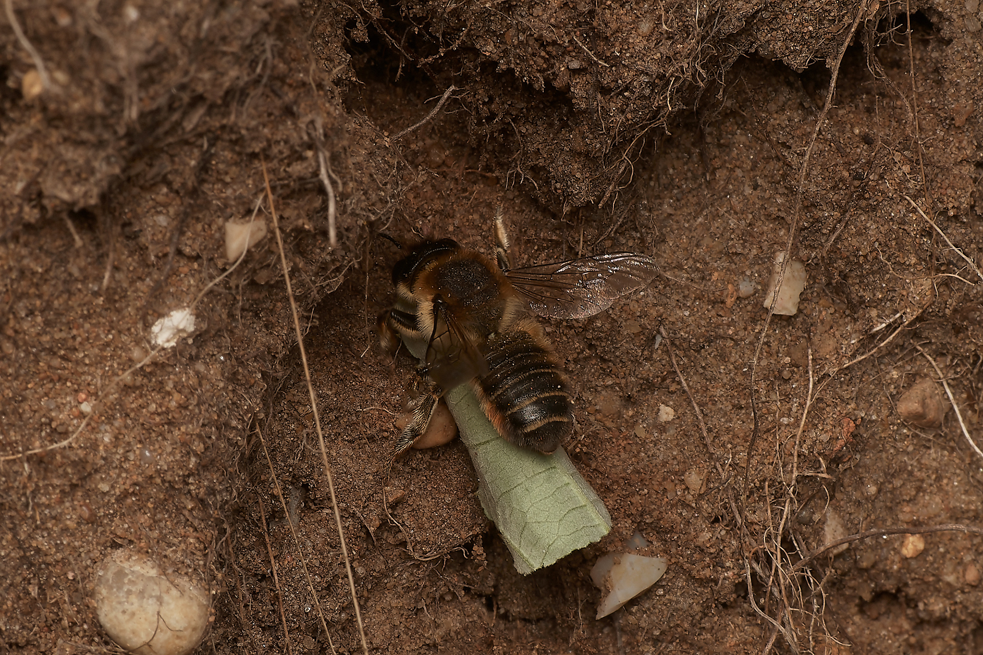 Coast Leafcutter Bee ♀︎(Megachile maritima) Spalla Gap