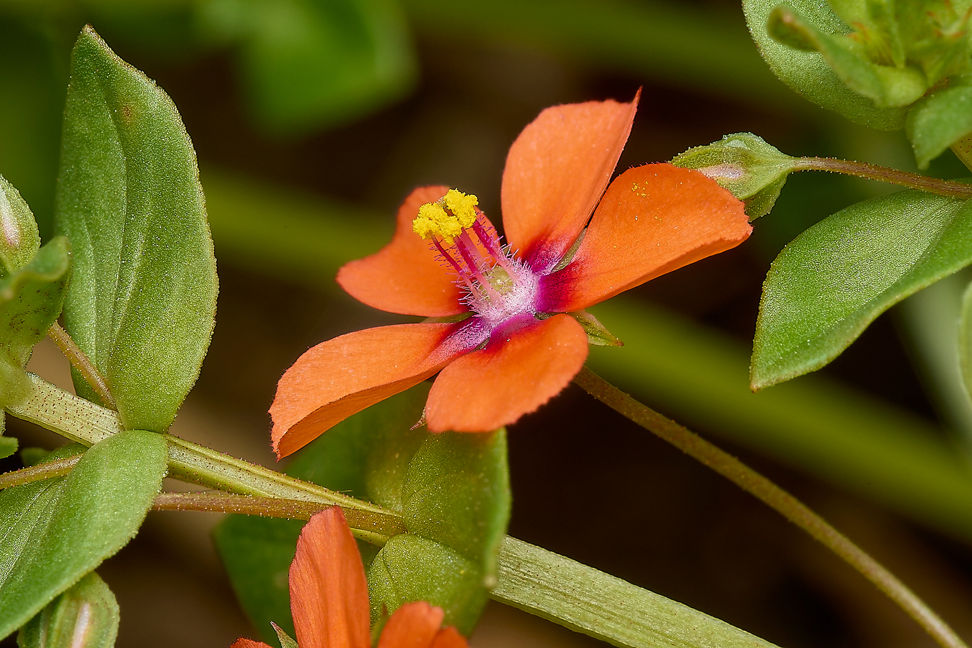 Scarlet Pimpernel (Anagallis arvensis)