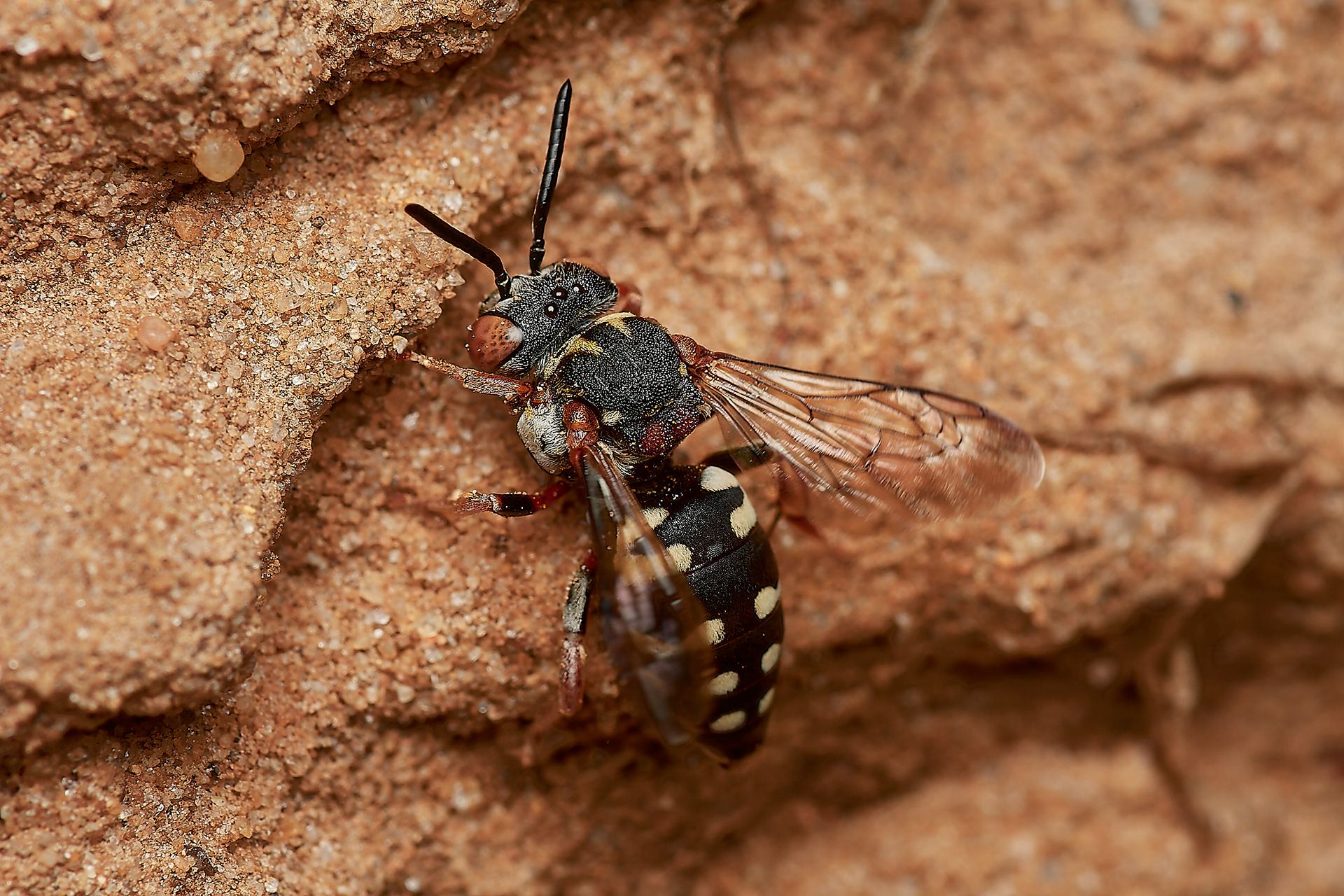 Black-thighed Epeolus (Epeolus variegatus)