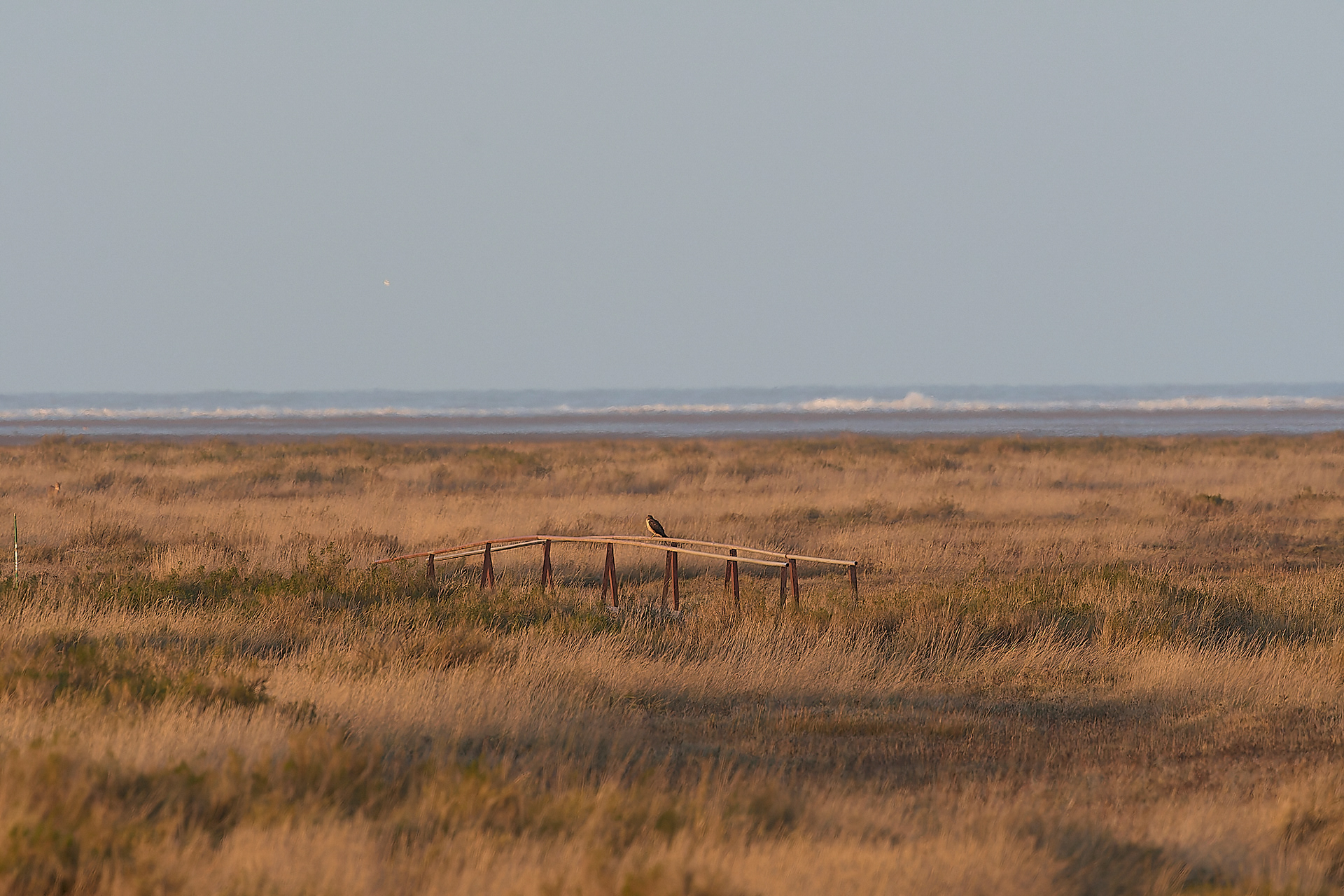 Pallid Harrier