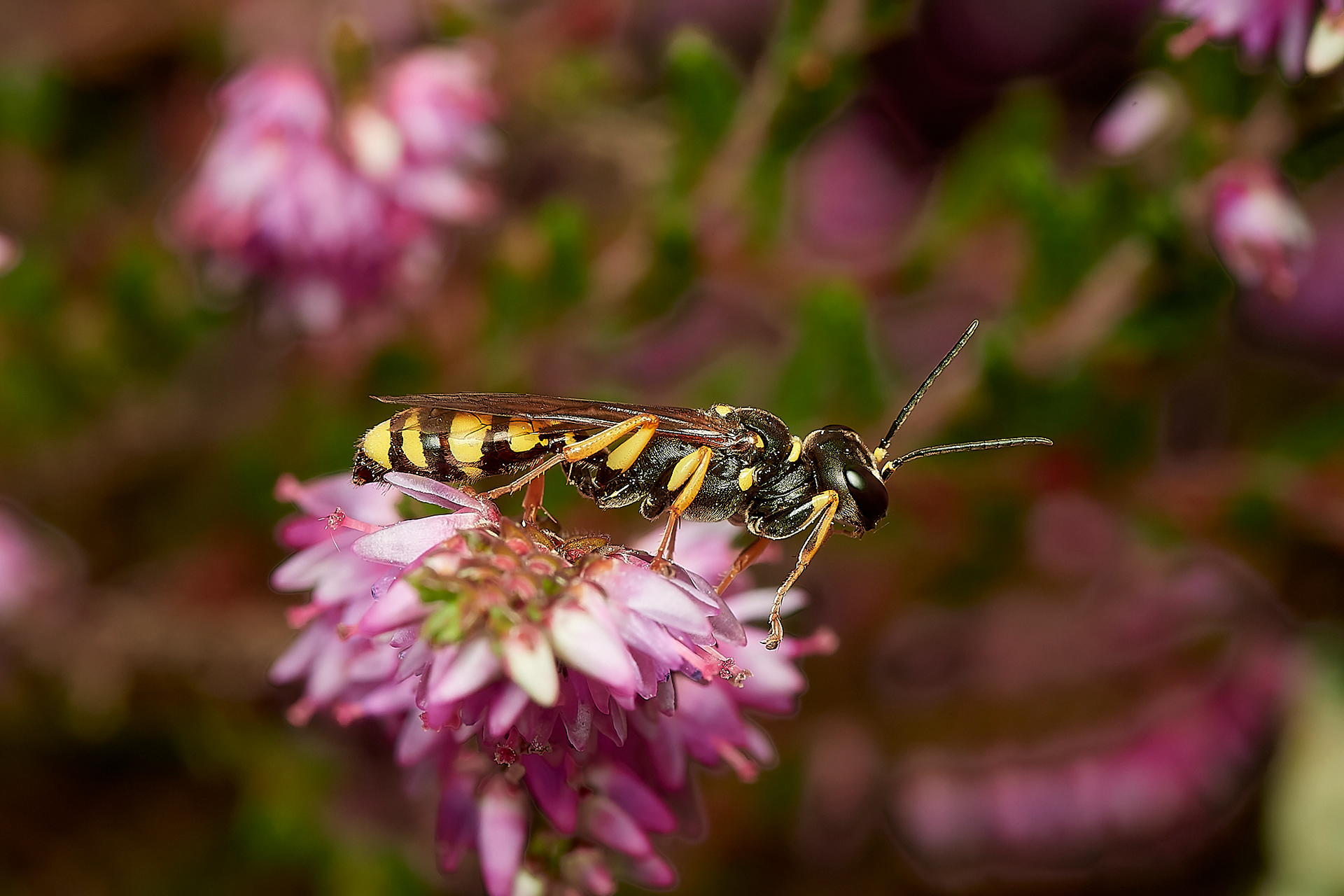 Field Digger Wasp (Mellis arvensis) Broadland Country Park