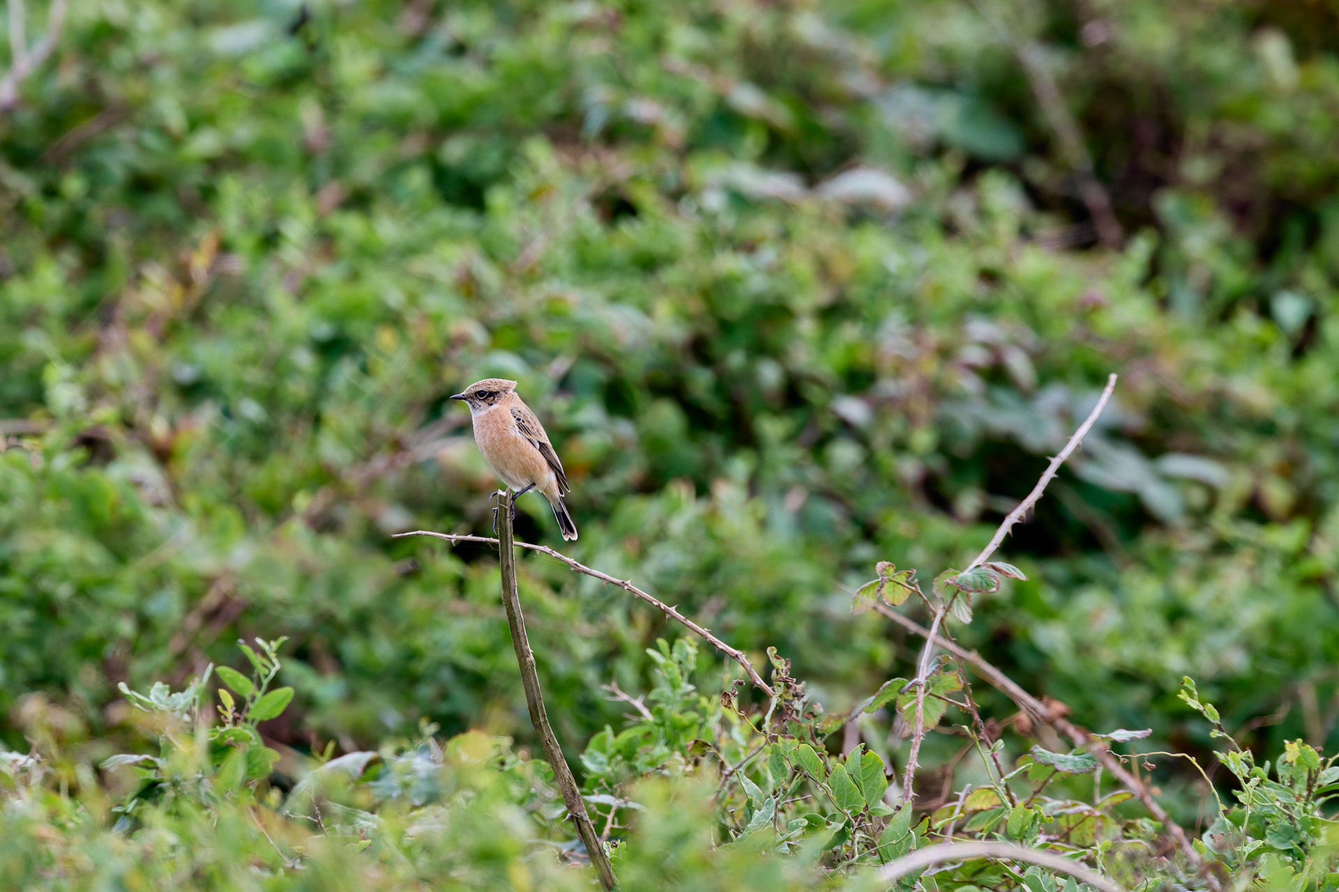 Eastern Stonechat Sp
