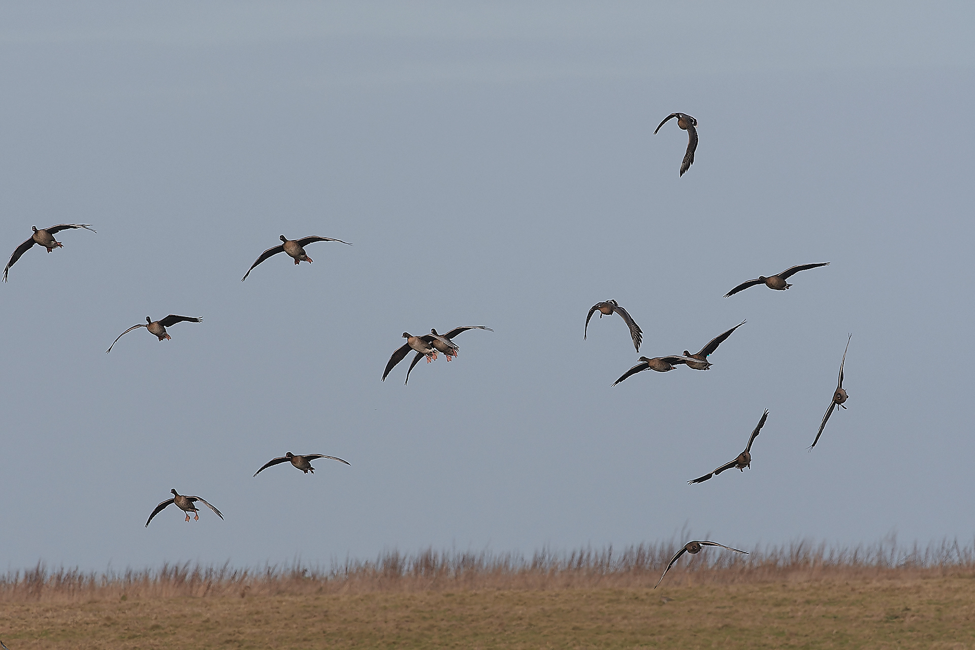 Pinkfeet (Anser brachyrhynuchus) winnowing