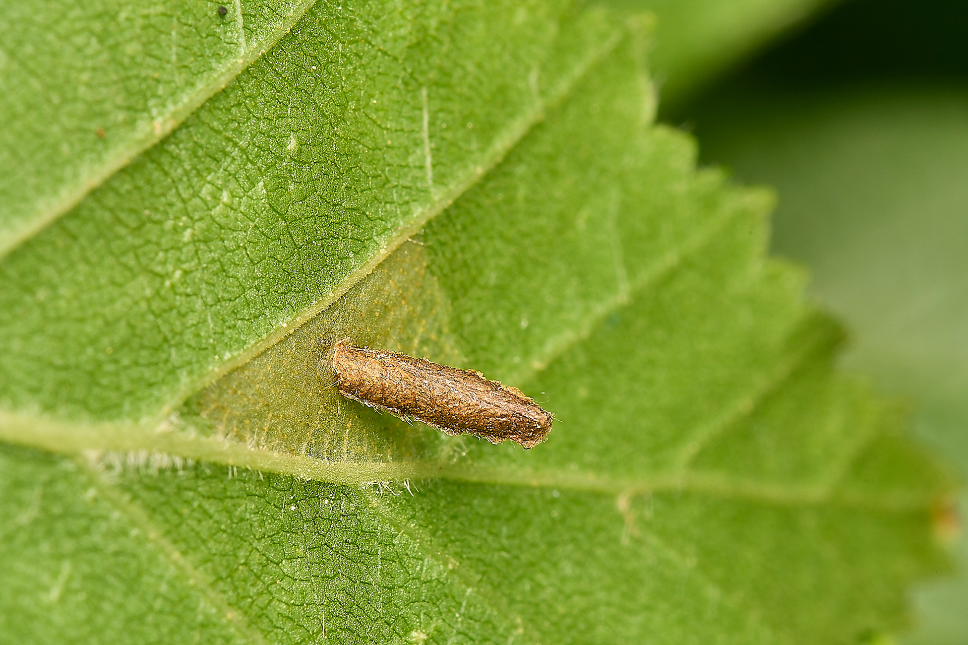 Coleophora Sp