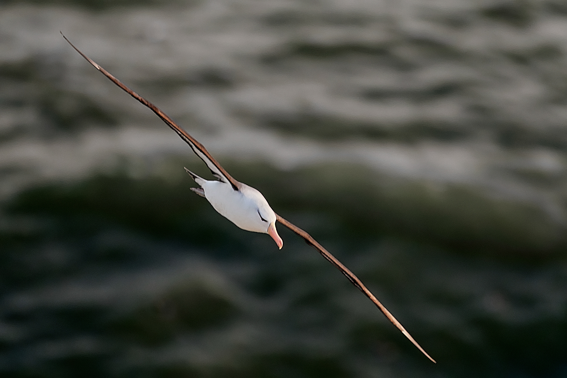Black-browed Albatross (Thalassarche melanophris)