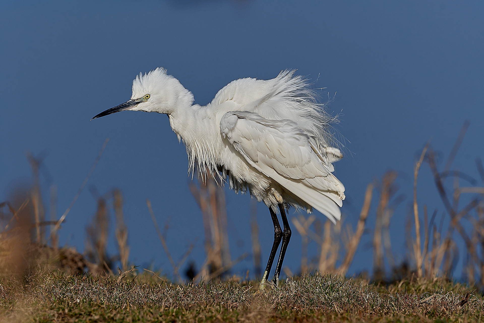 Little Egret (Egretta garzetta) Cley
