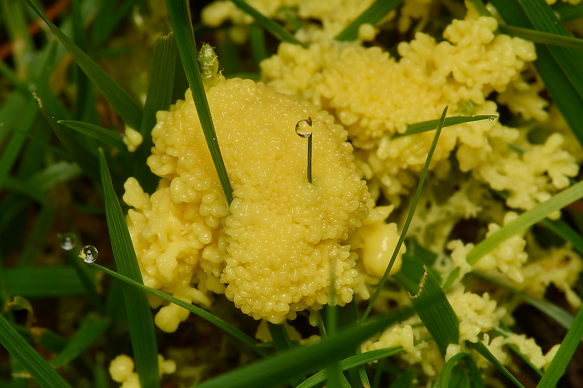 Dog Vomit (Filago septica)
