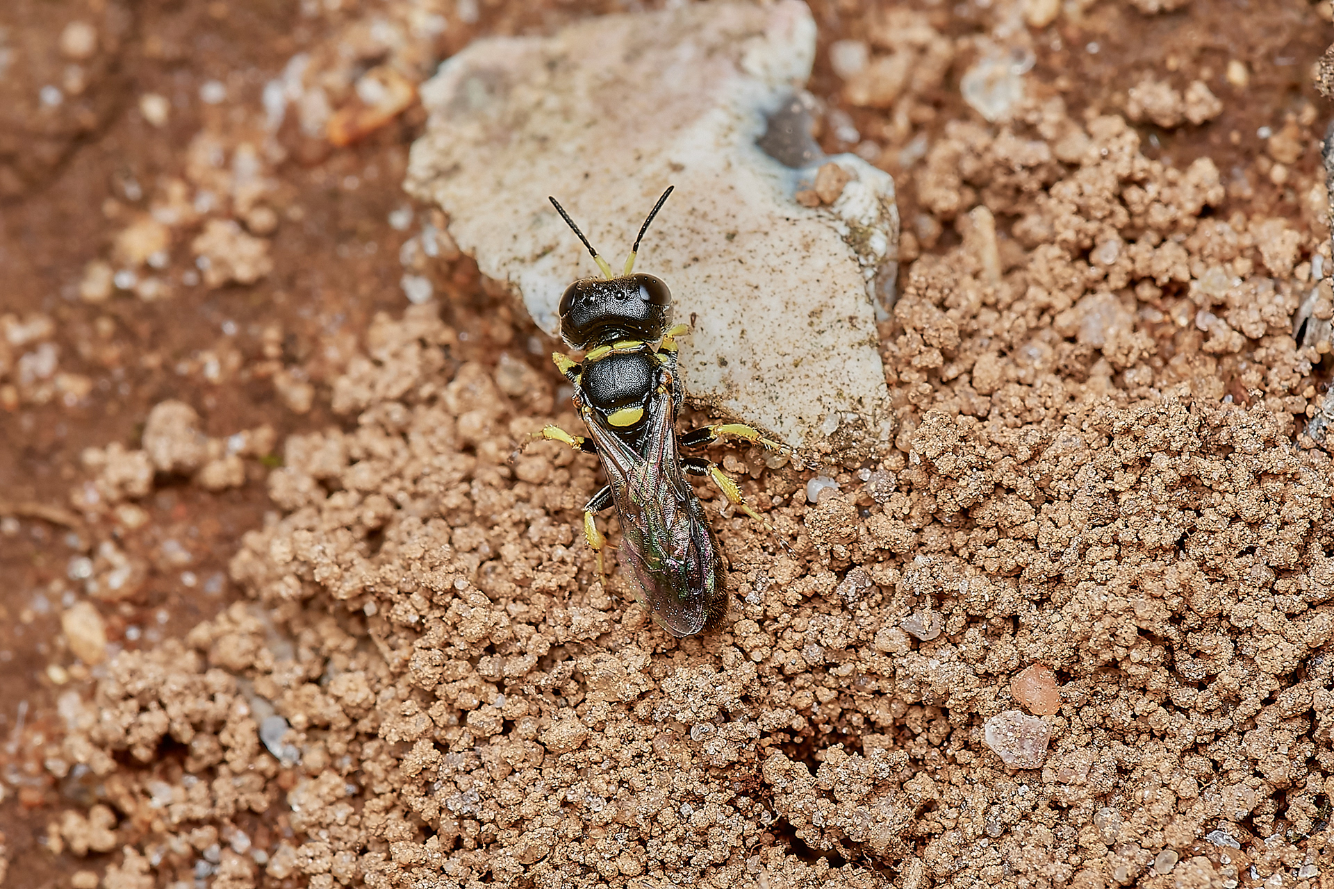 Digger Wasp (Lindenius panzeri) Kelling Heath