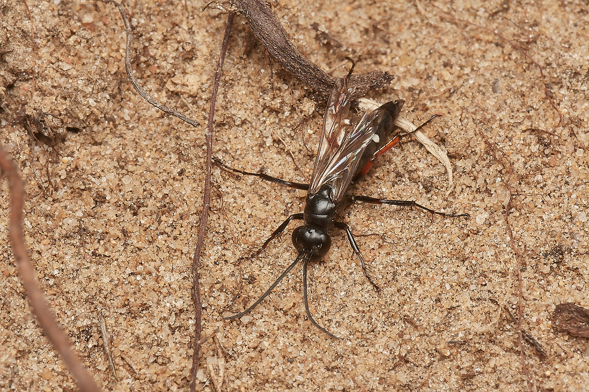Red-legged Spider Wasp (Episyron rufipes) Spalla Gap
