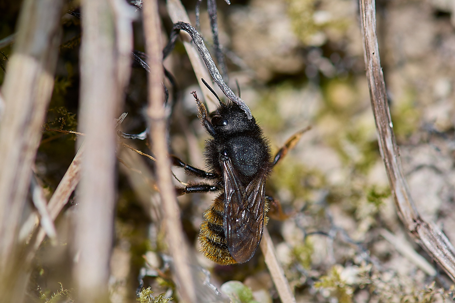 Red-tailed Mason Wasp (Osmia bicolor) ♀︎