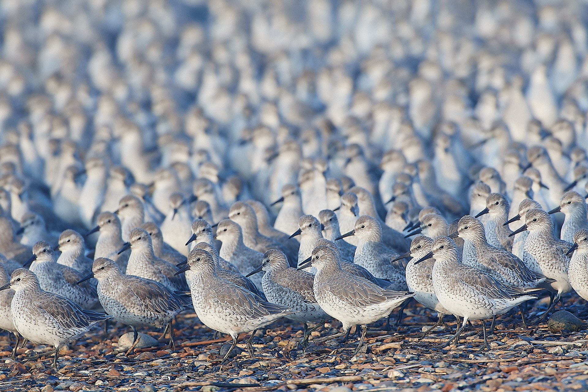 Assembled Knot (Calidris canutus)