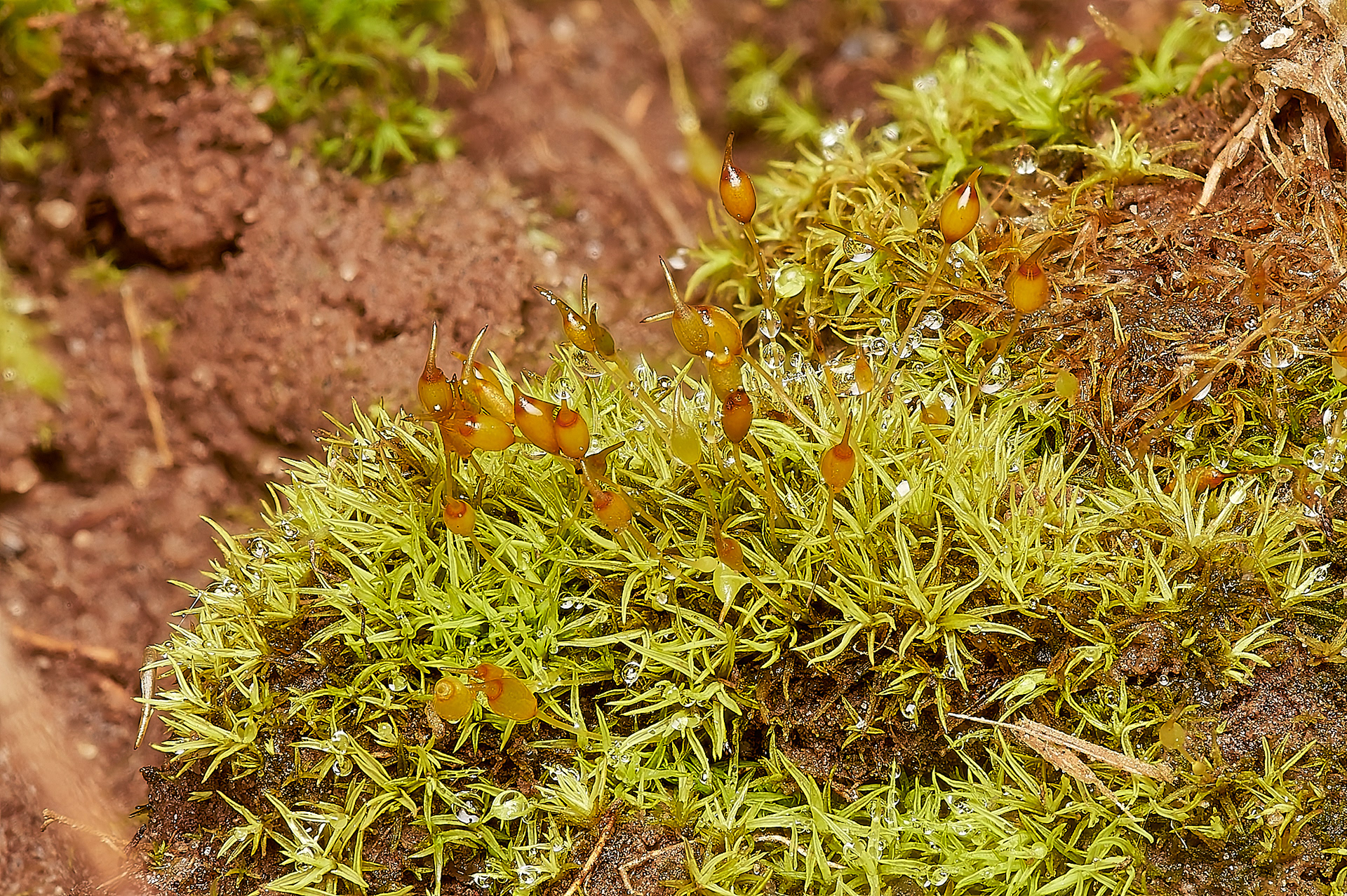 Green-tufted Stubble-moss (Weissia controversa var controversa)