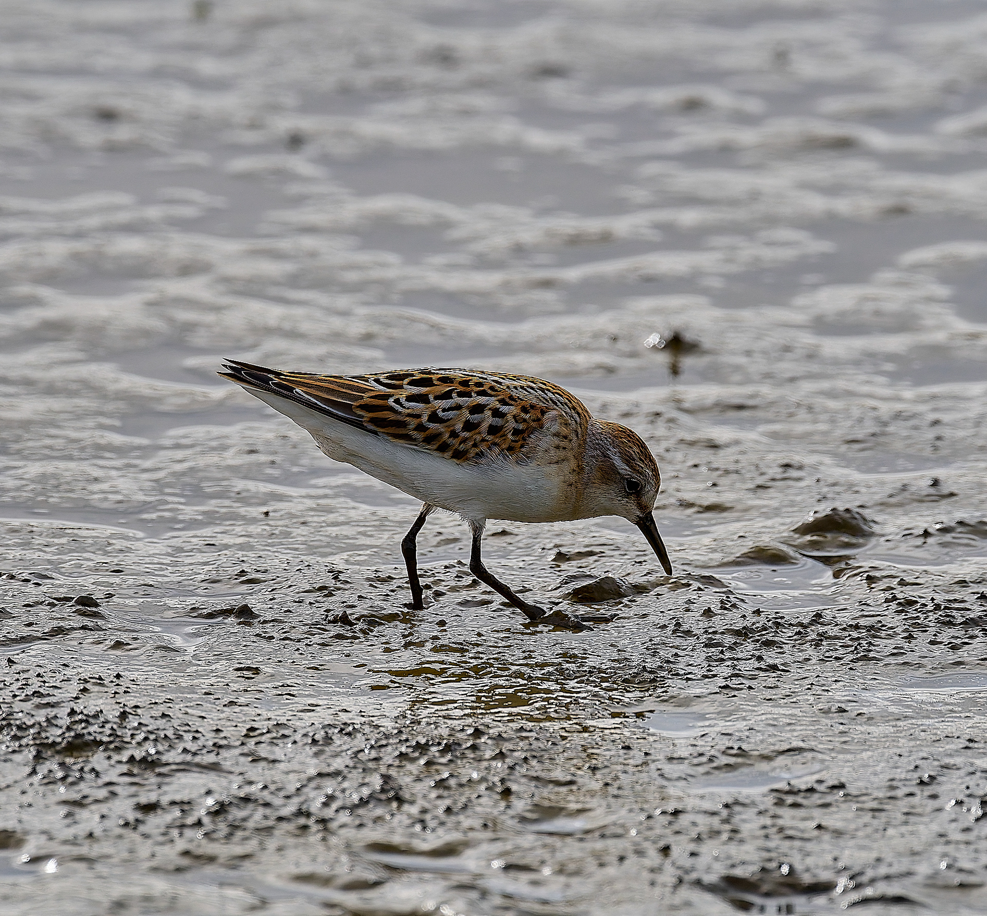 Titchwell Little Stint (Calidris minuta) 09/24