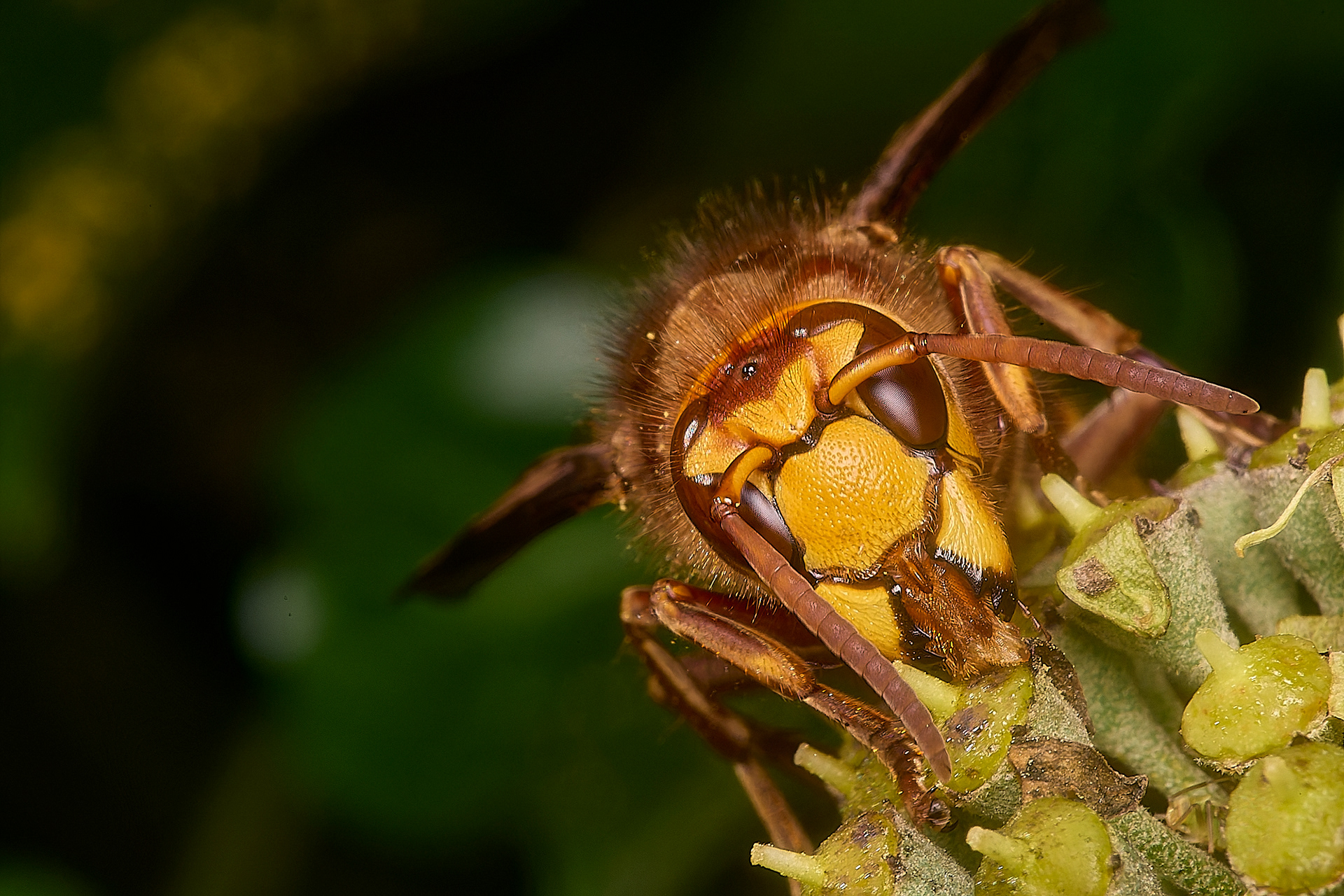 Hornet (Vespa crabro)
