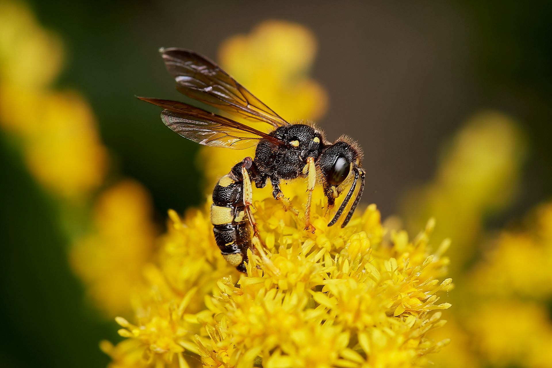 Ornate-tailed Digger Wasp (Cerceris rybyensis) Aylsham