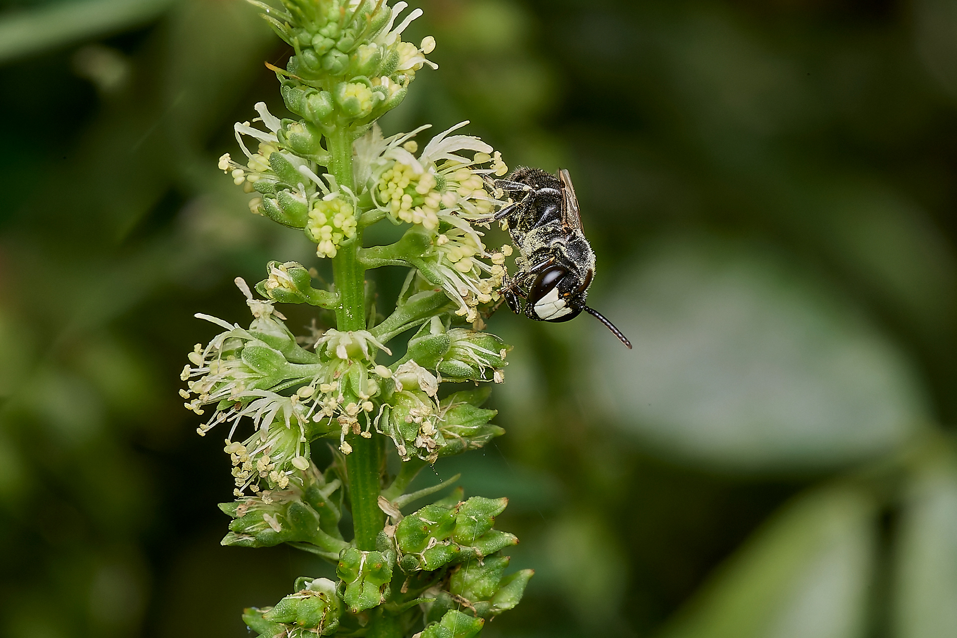 Large Yellow-faced Bee ♂︎(Hylaeus signatus) A Norwich Garden