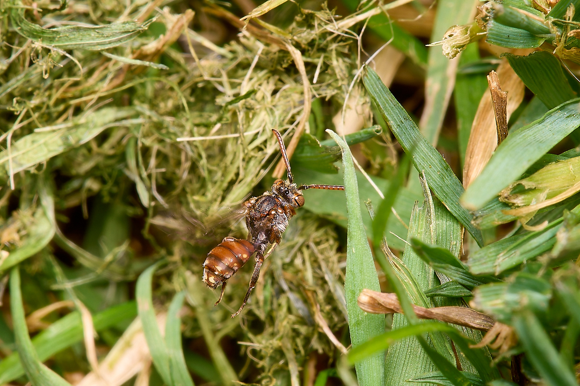 Short-spined Nomad Bee (Nomada guttulata) ♀︎