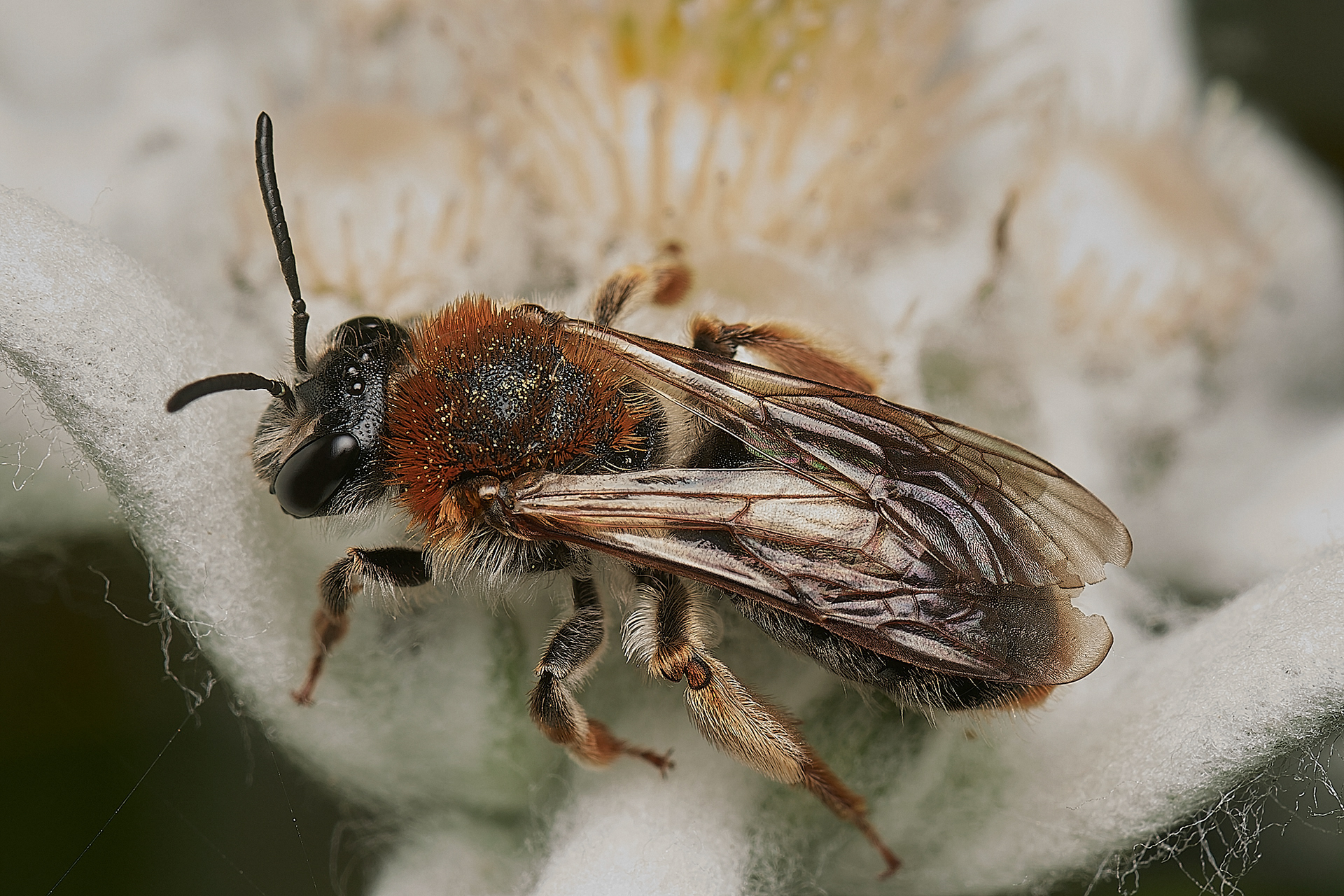 Orange-tailed Mining Bee ♀︎ (Andrena haemorrhoa) Hanworth