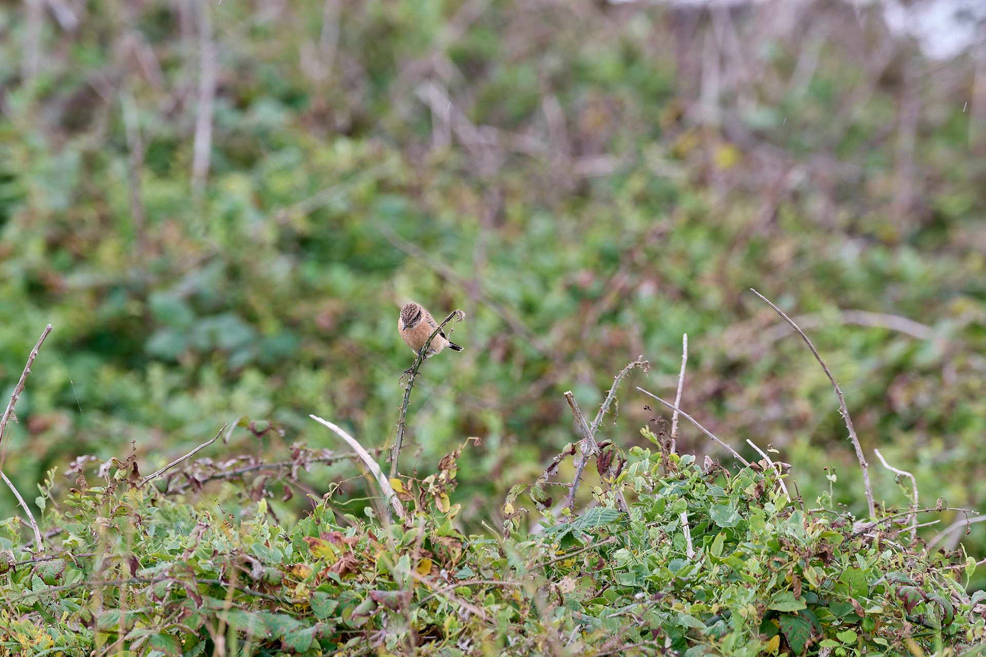 Eastern Stonechat Sp