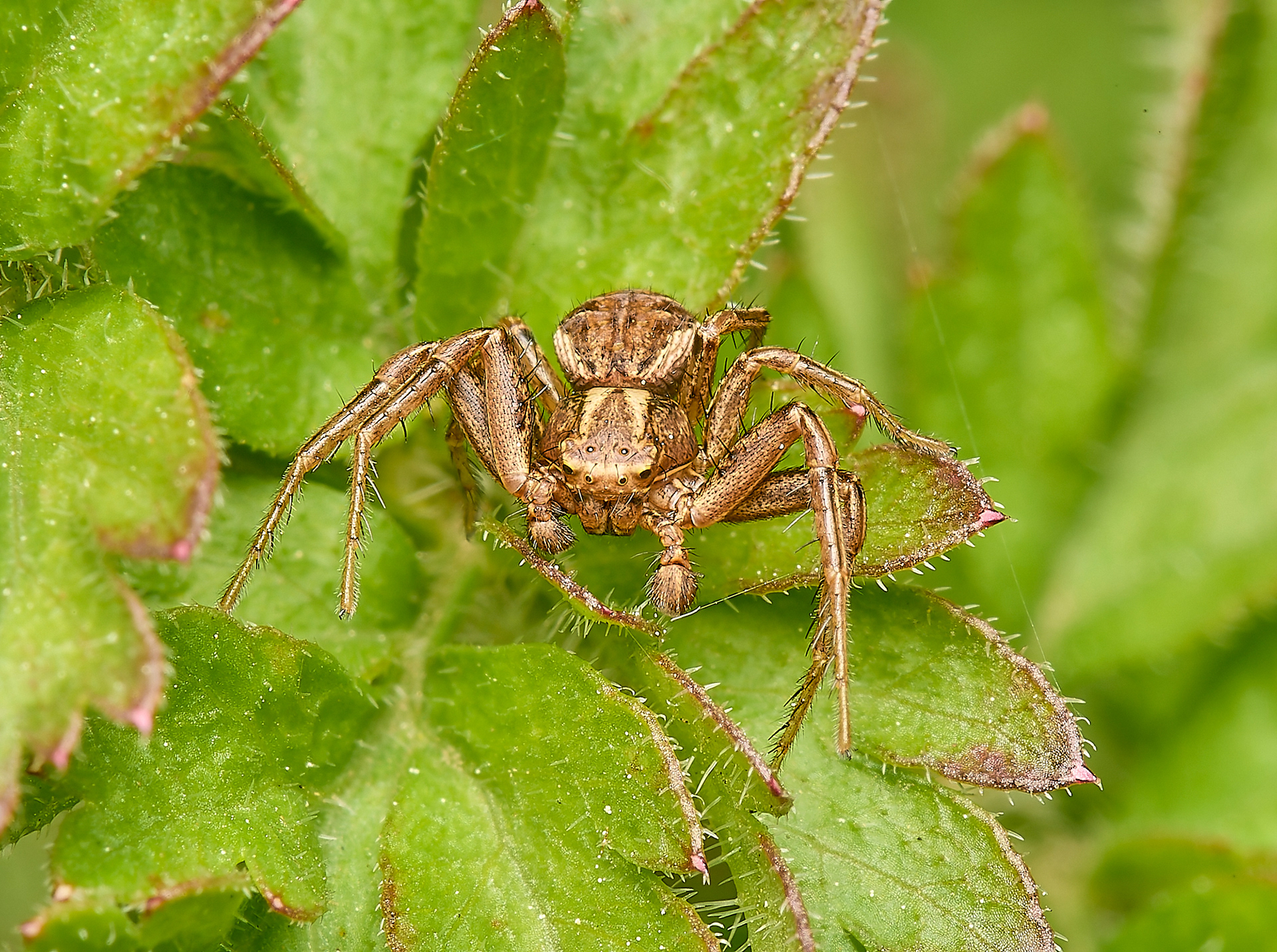 Crab Spider (Xysticus ulmi/cristatus)