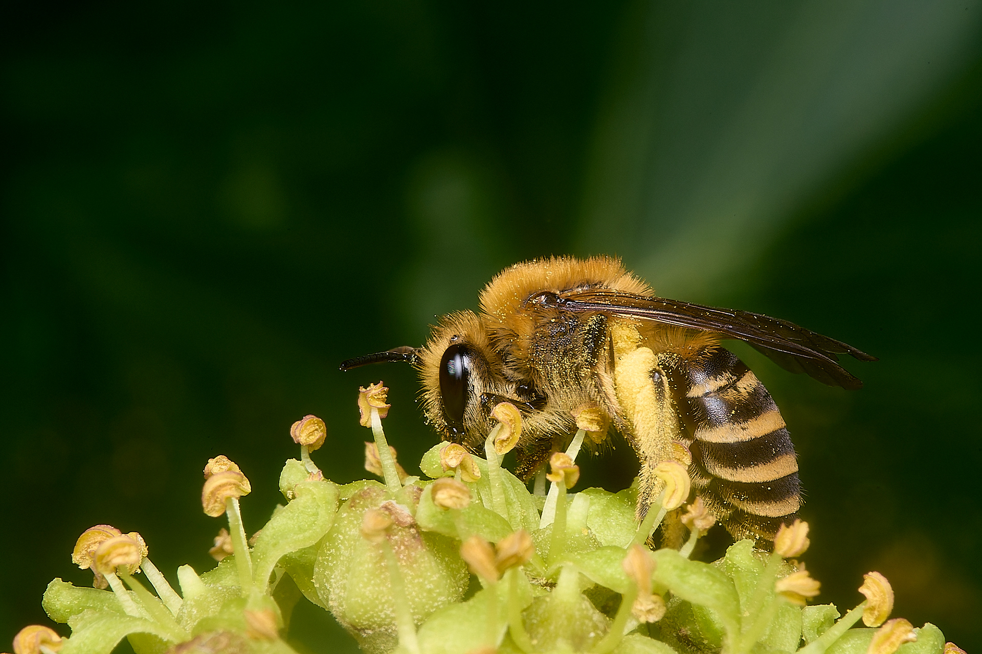 Ivy Bee (Colletes hederae)