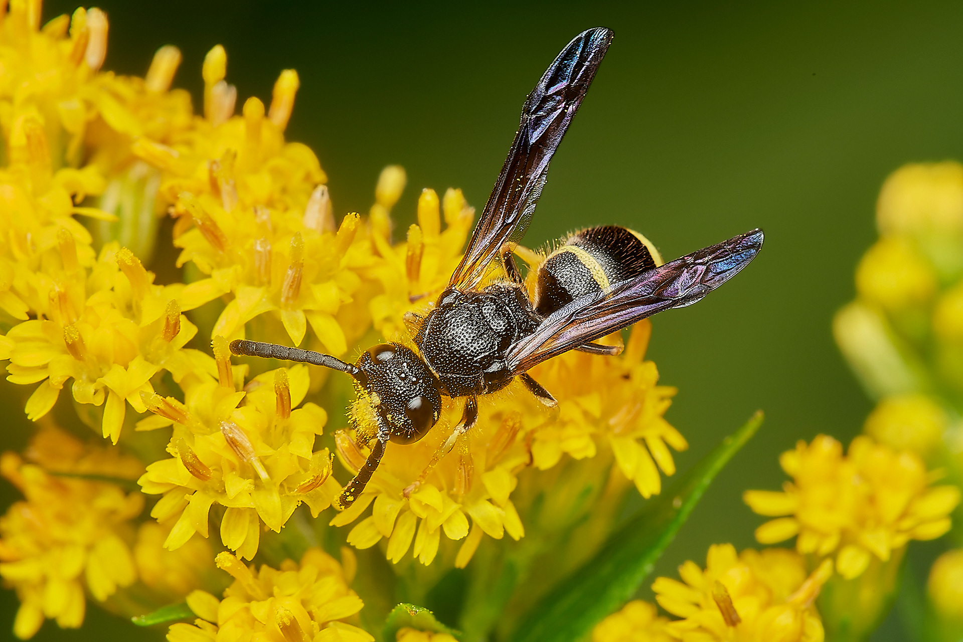 Ancistrocerus Sp? Hanworth