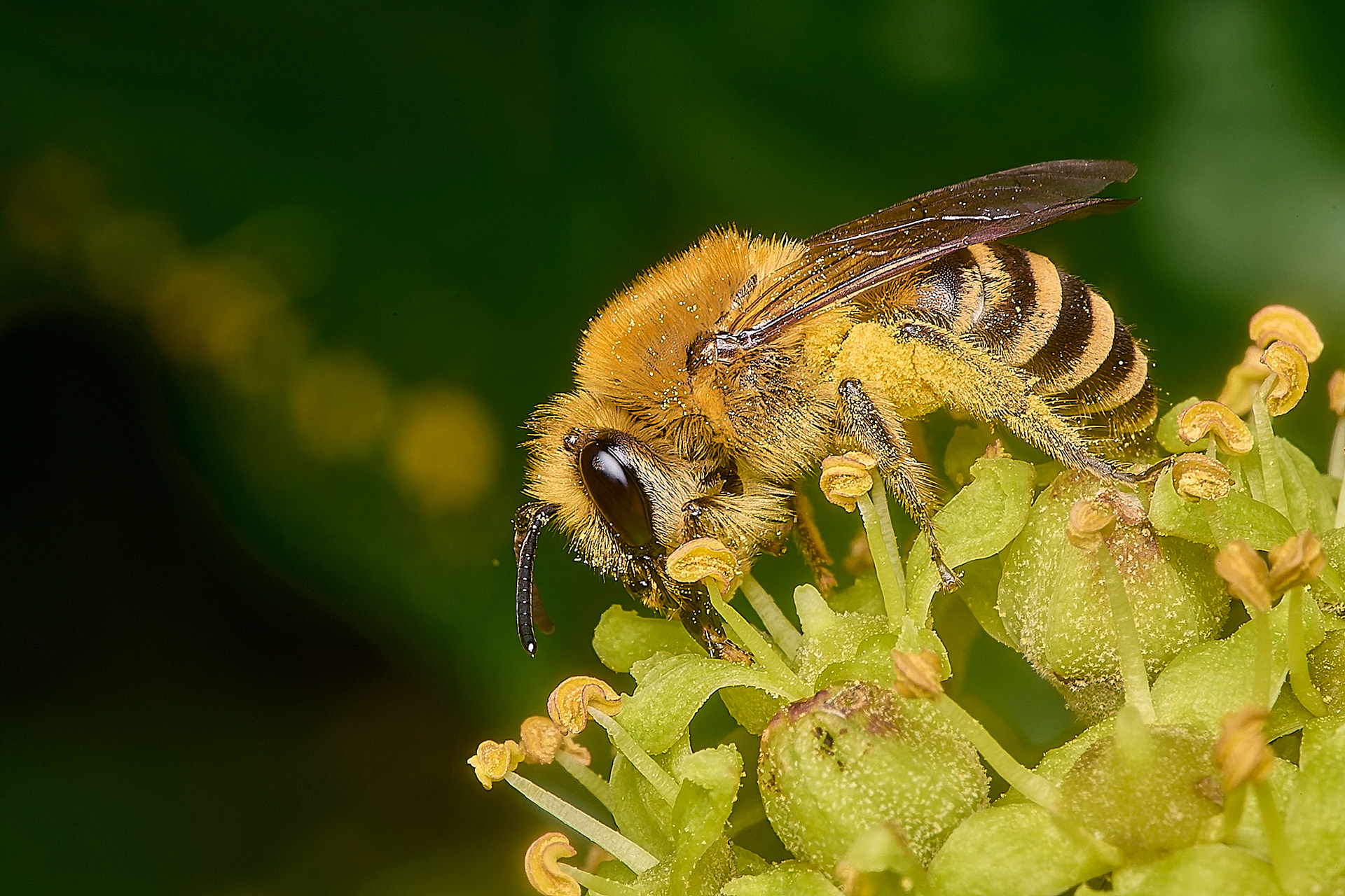 Ivy Bee (Colletes hederae)